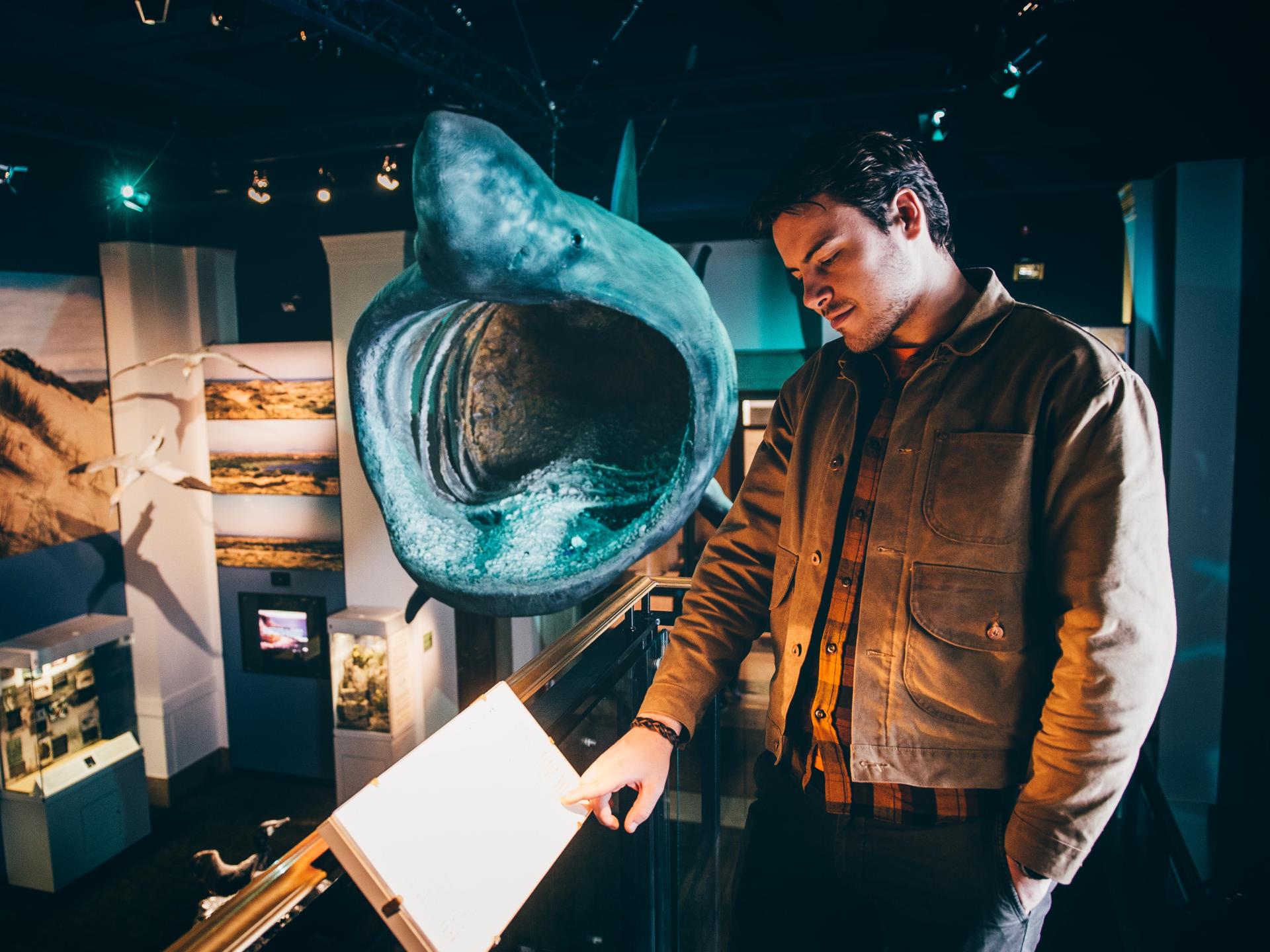 Basking shark in Natural History galleries