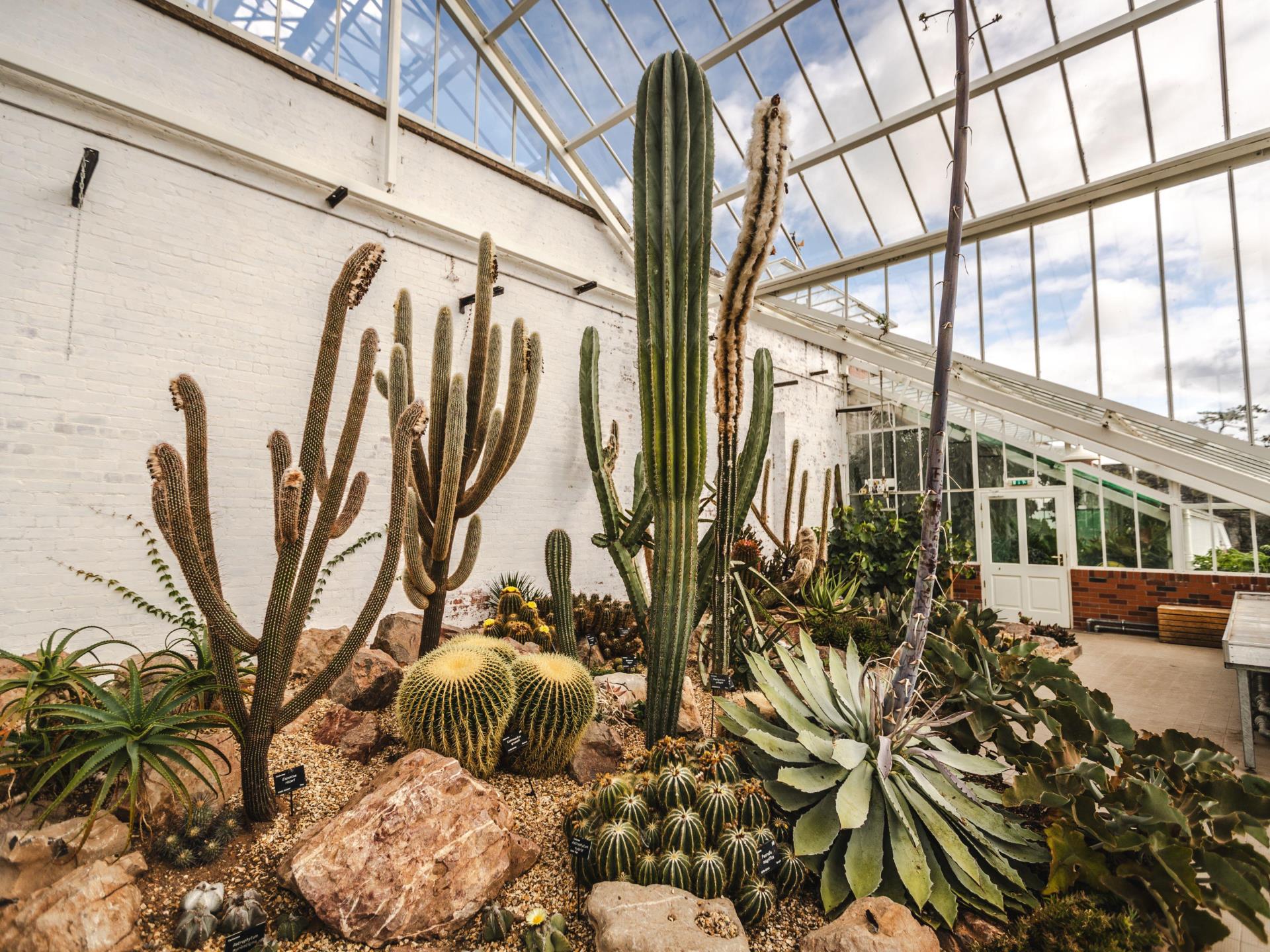 The Cacti Collection at Dyffryn Gardens