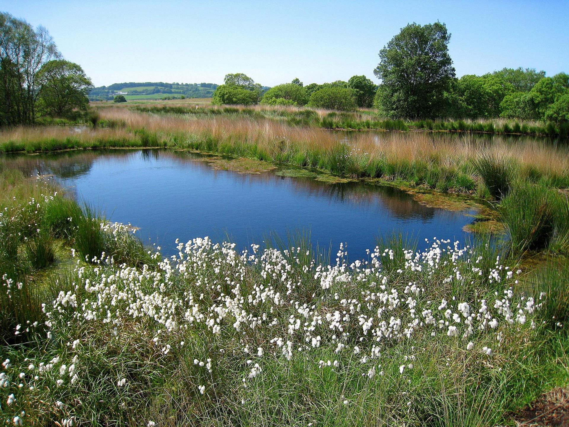 Cors Caron in summer