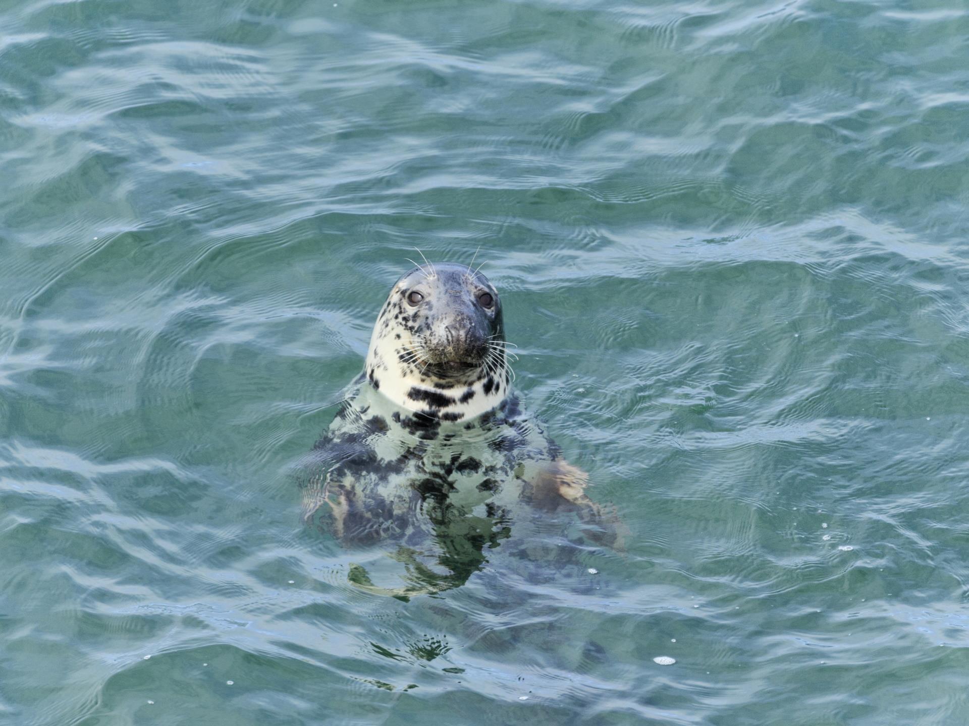Seal viewing