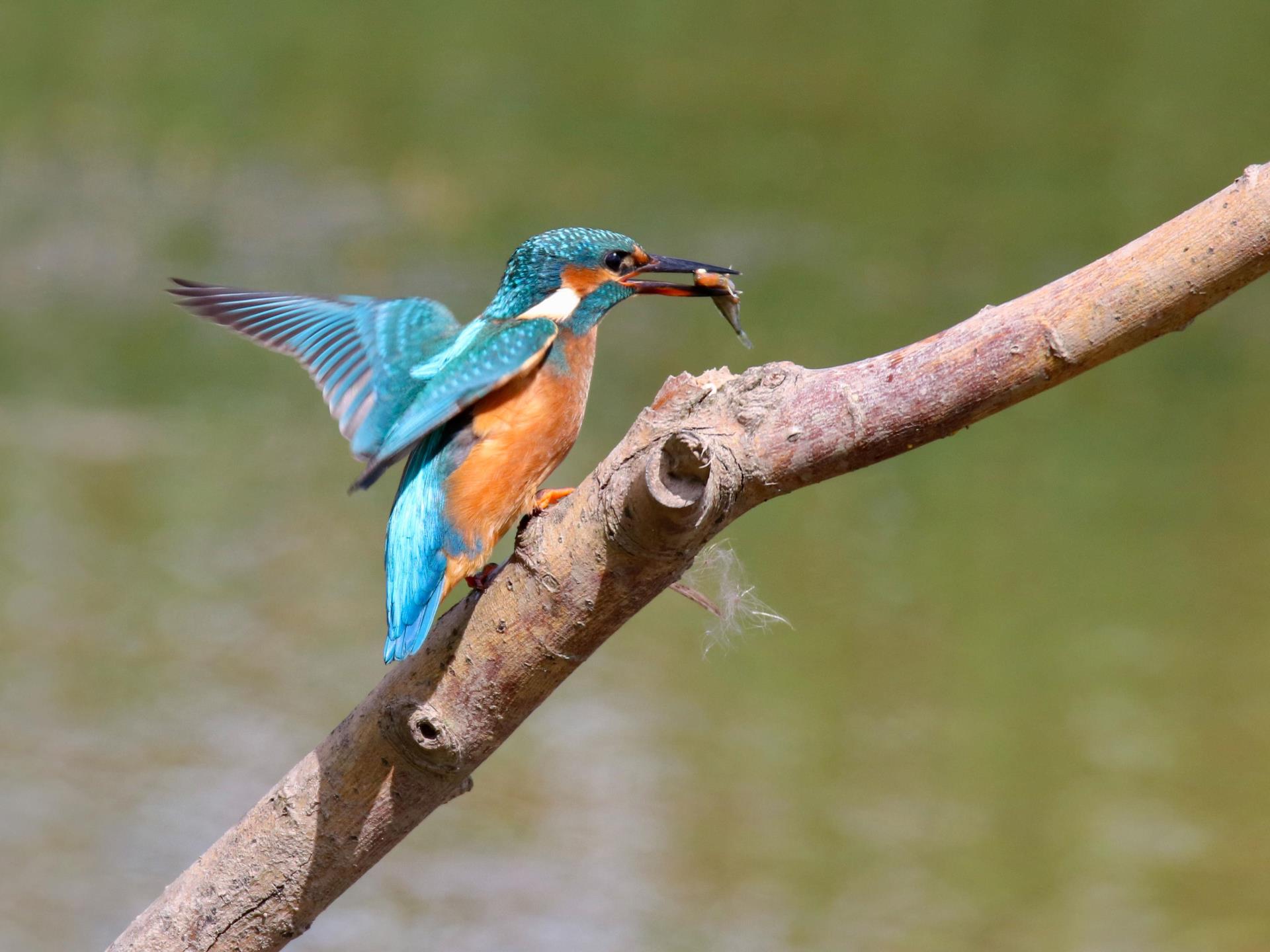 Kingfishers are a regular sight through the year