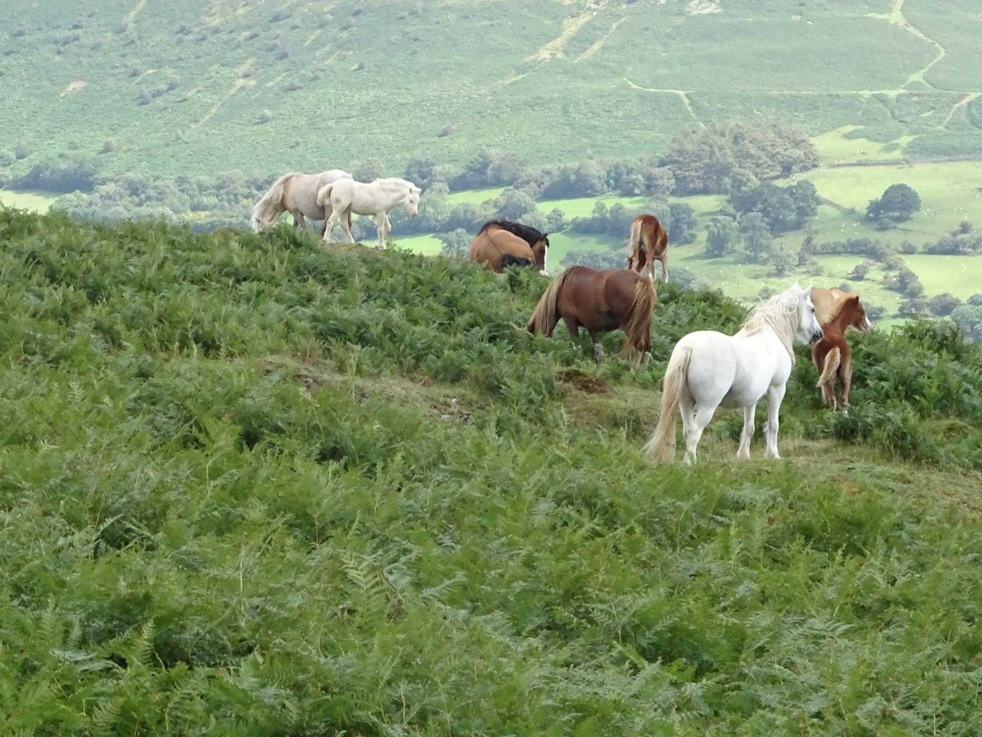 Ponies seen on hack with Ellesmere Riding Centre