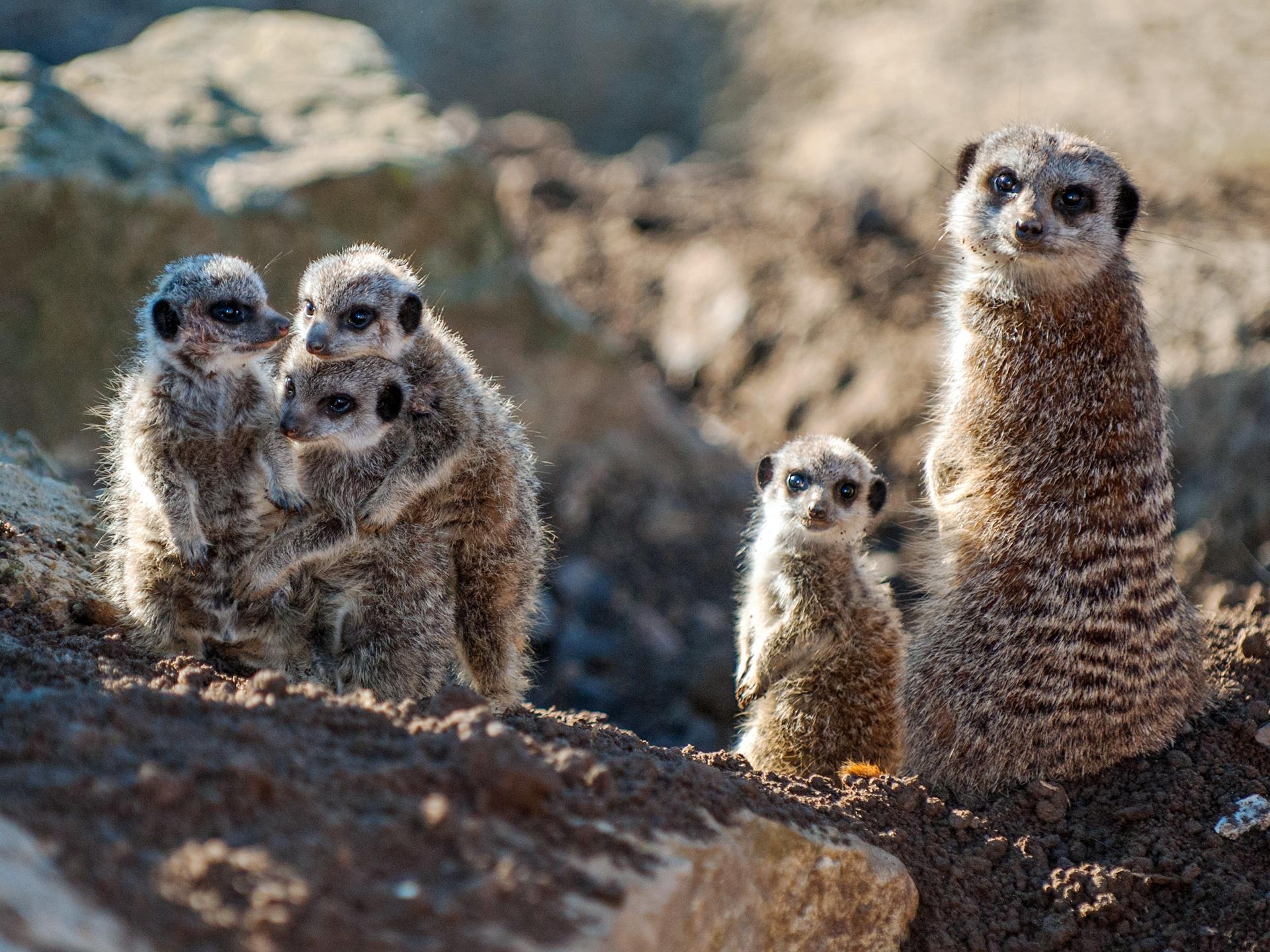 Meerkats at Folly Farm