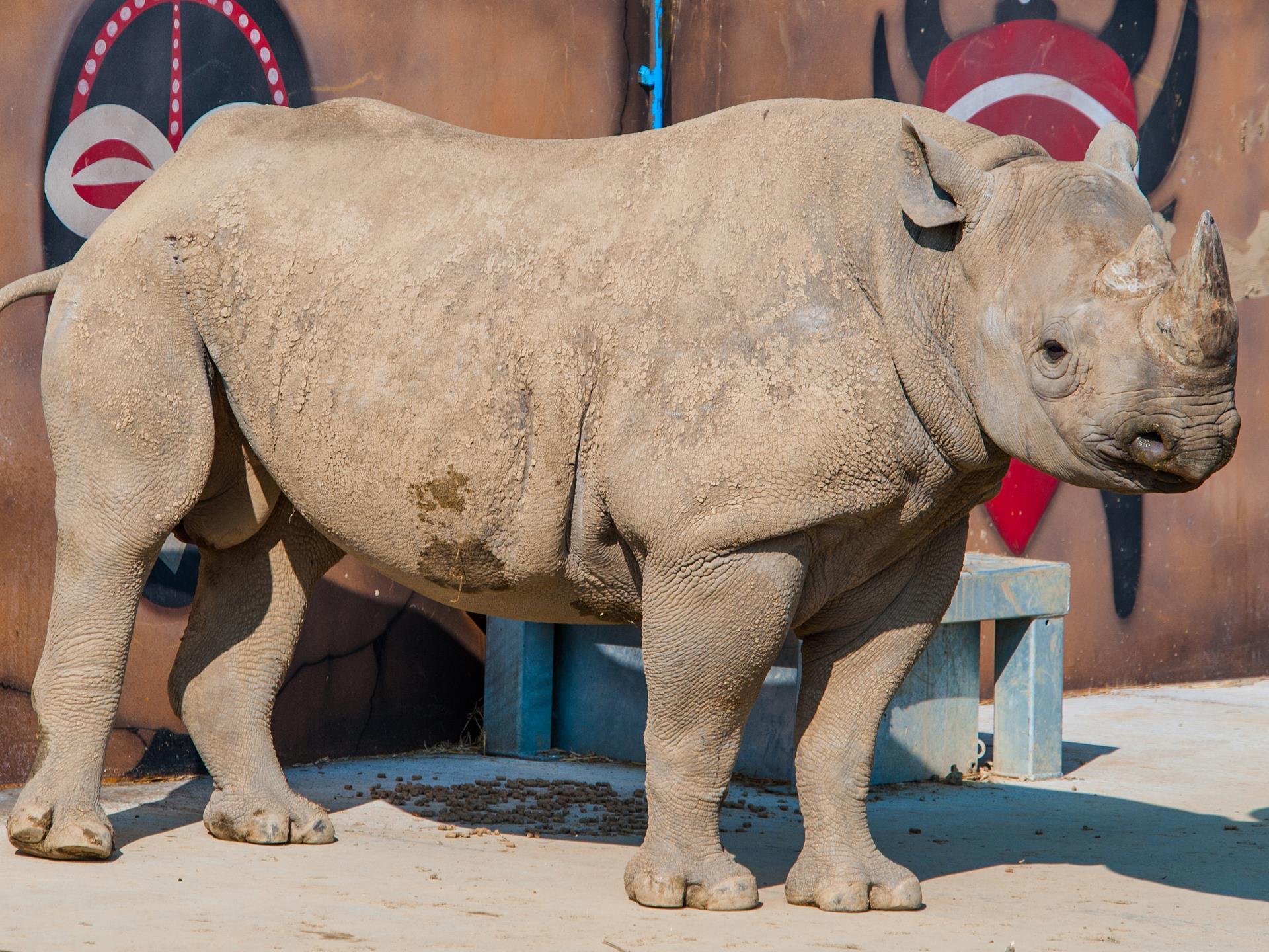 Nkosi the black rhino