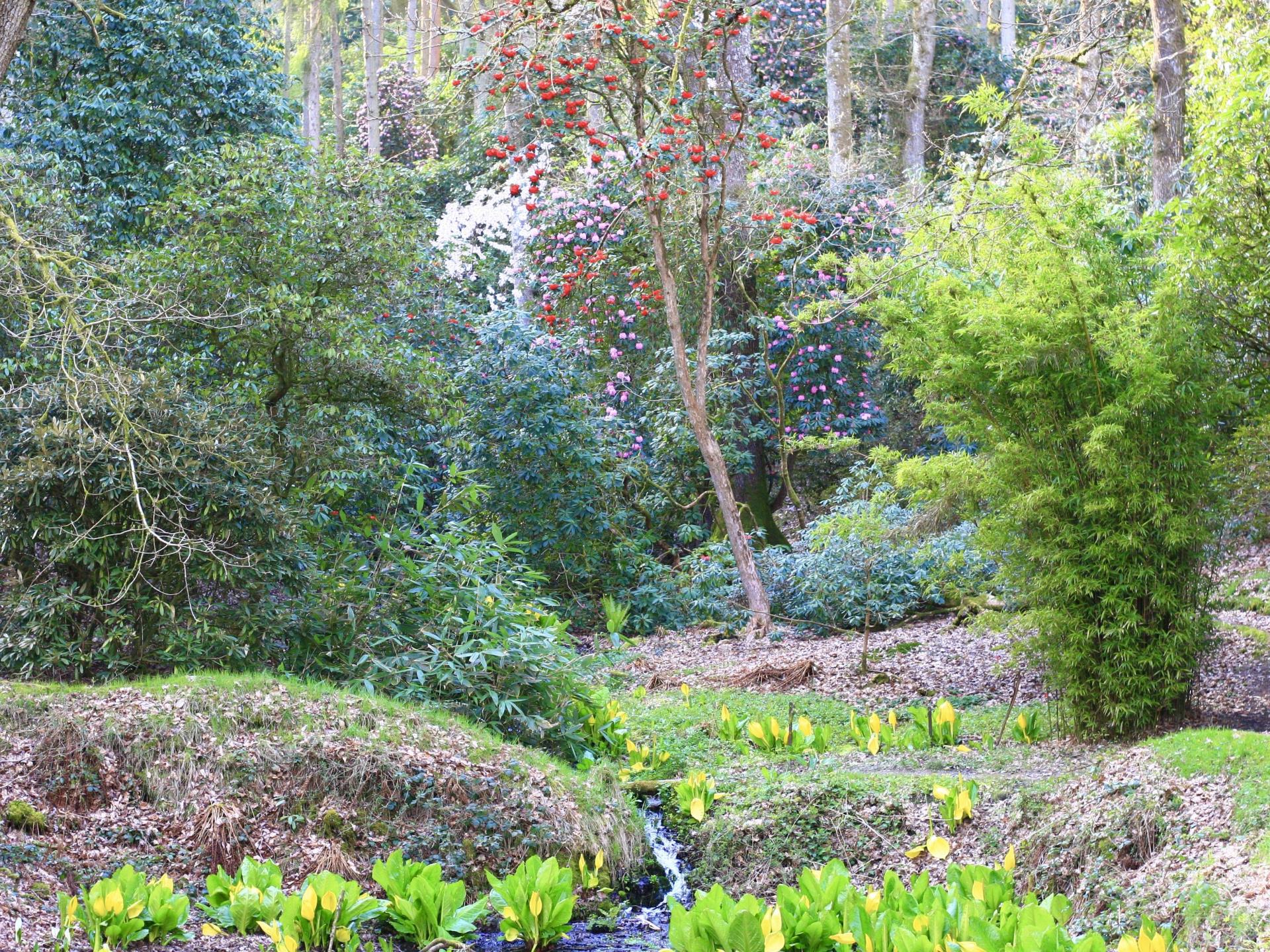 Hergest Croft Gardens - Park Wood
