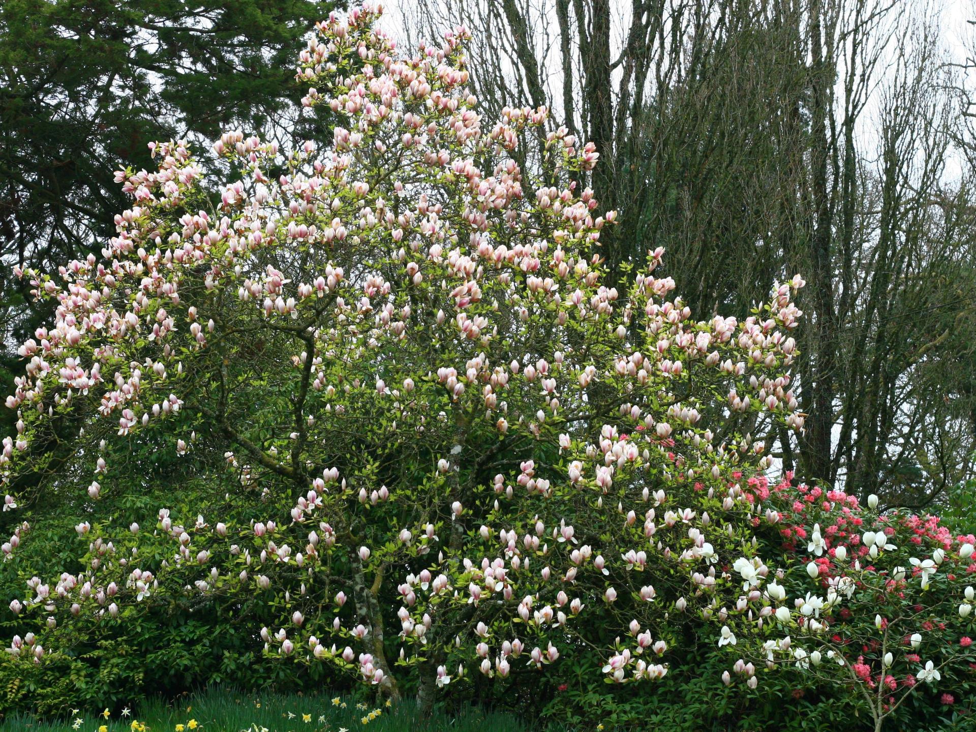 Magnificent Magnolias!