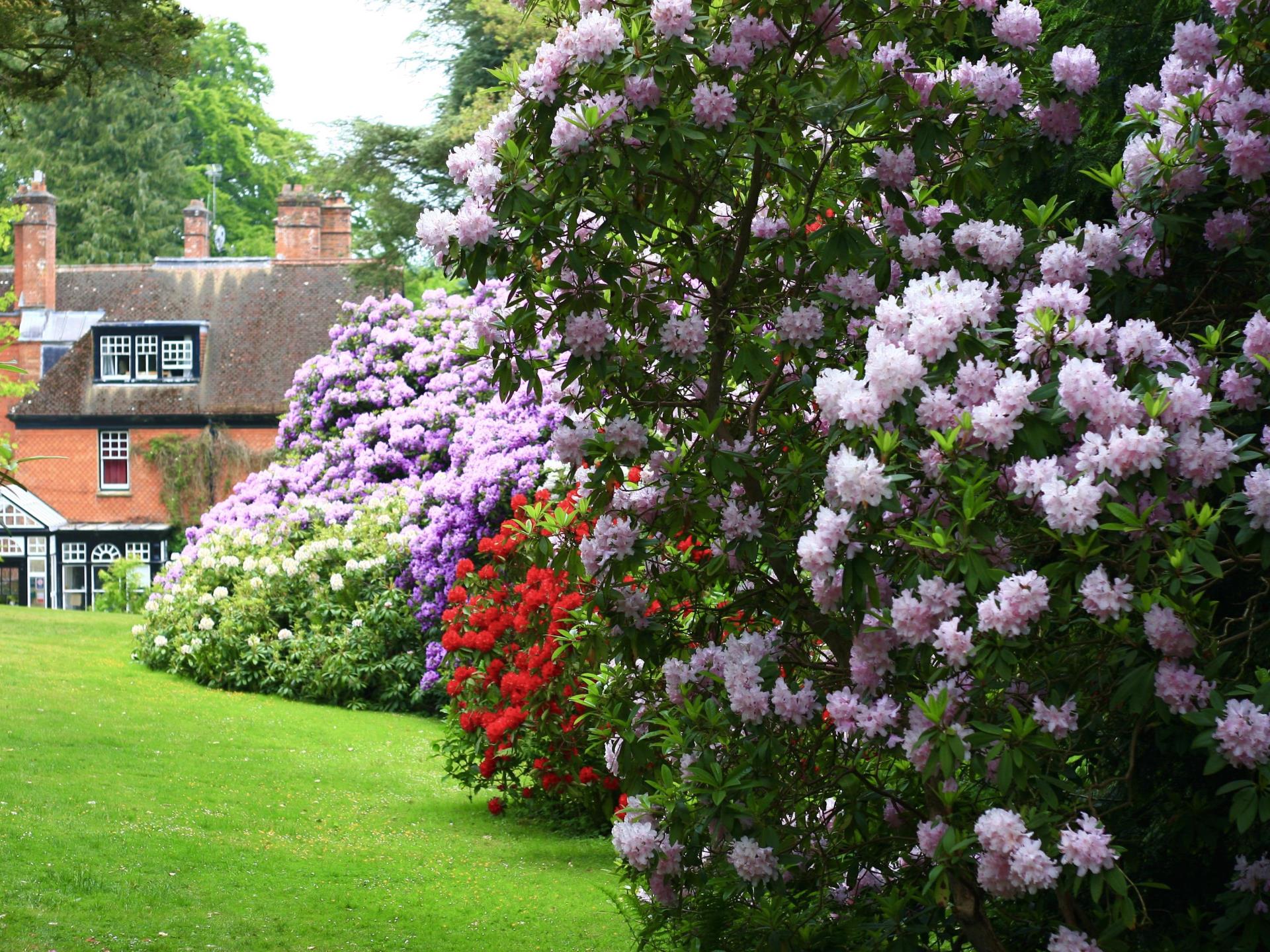 Stunning Rhododendrons!