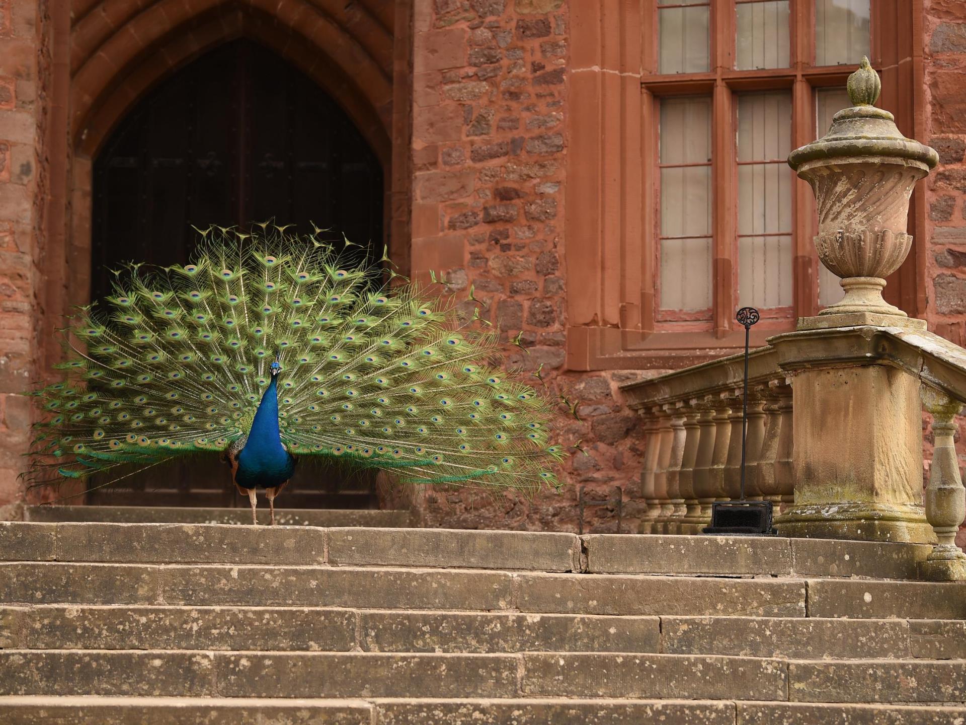 Peacocks at Powis ©National Trust Images /J Millar