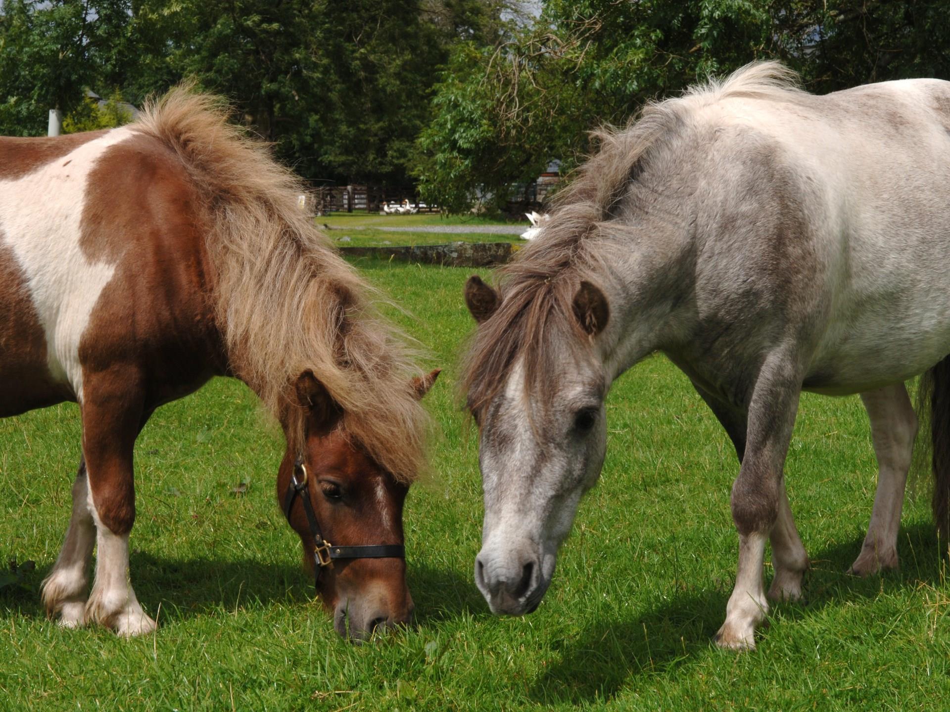 The Shire Horse Centre