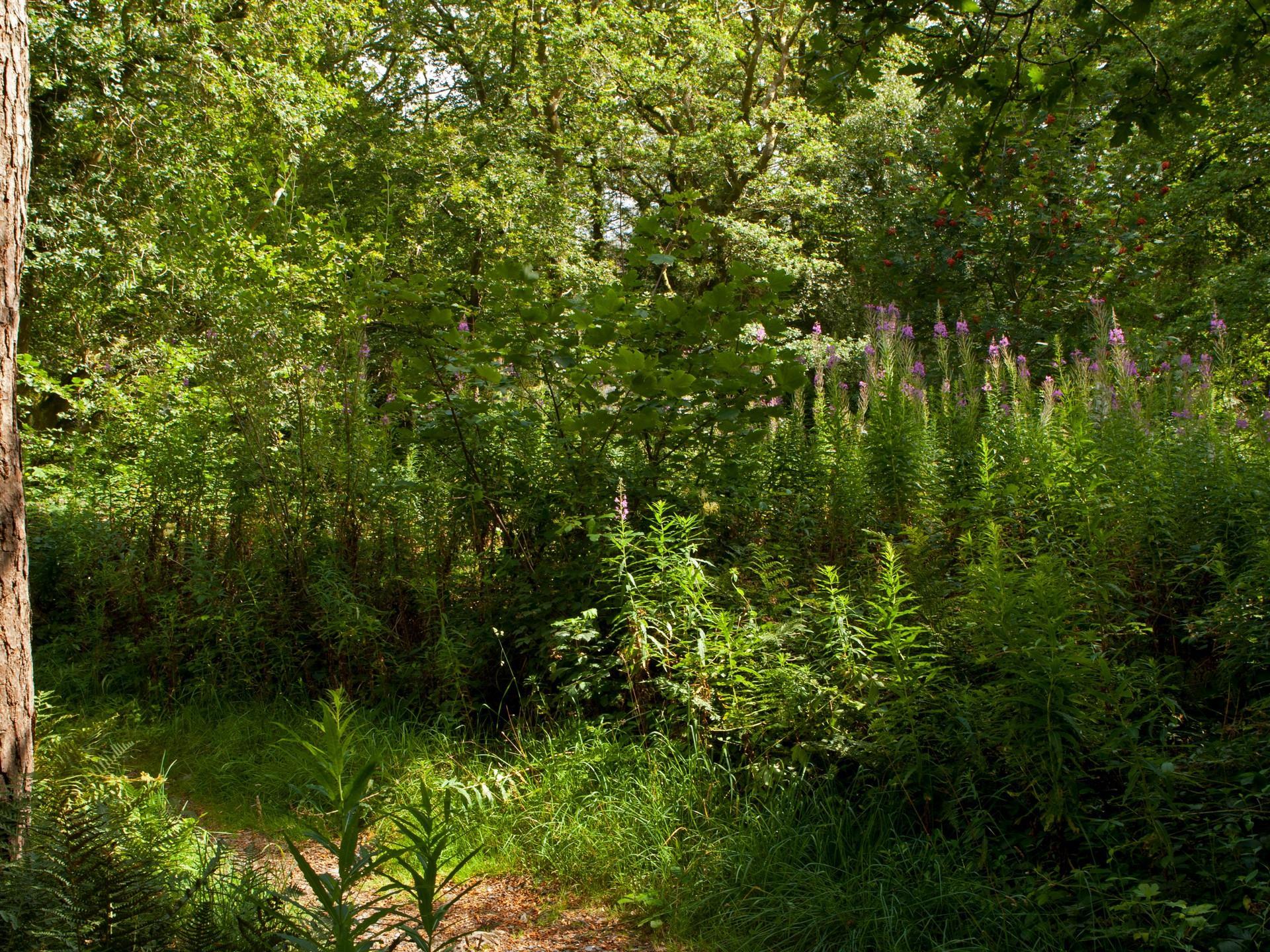 RSPB Ynys-Hir