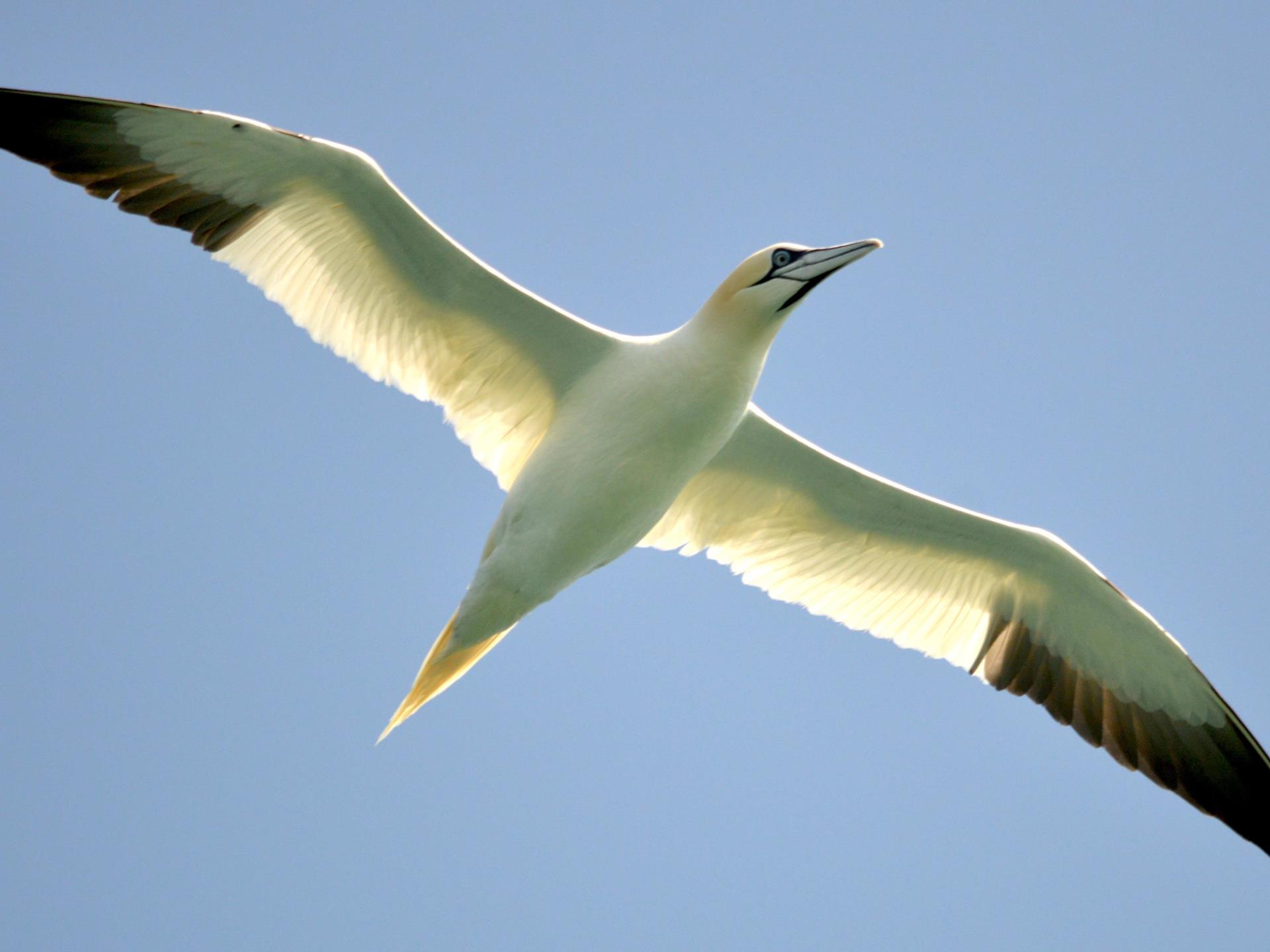 A gannet flying overhead during a dolphin trip