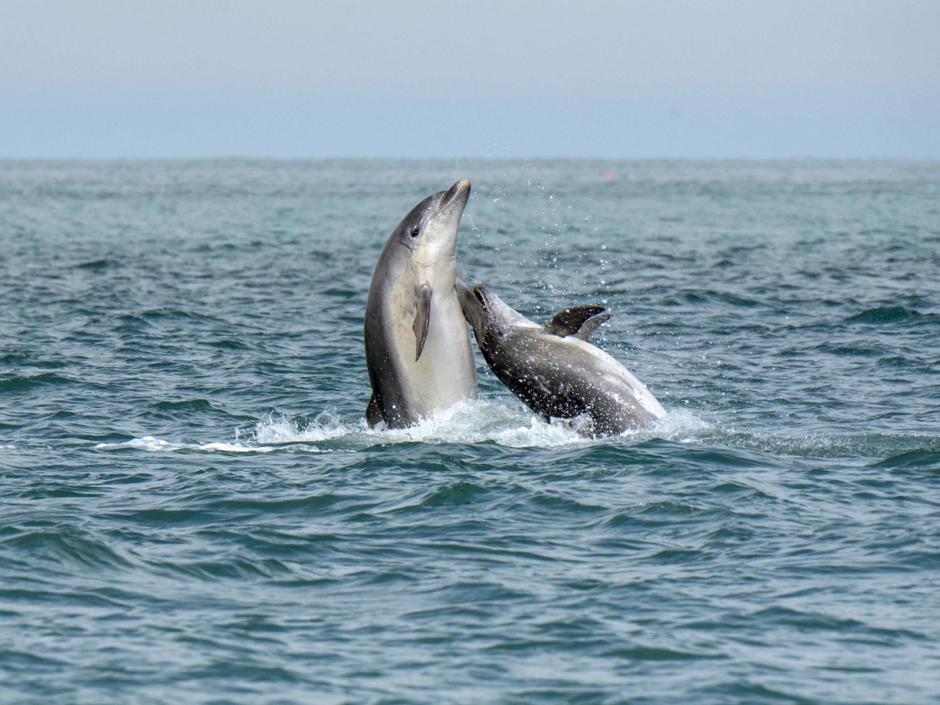 Bottlenose dolphins breaching near the boat