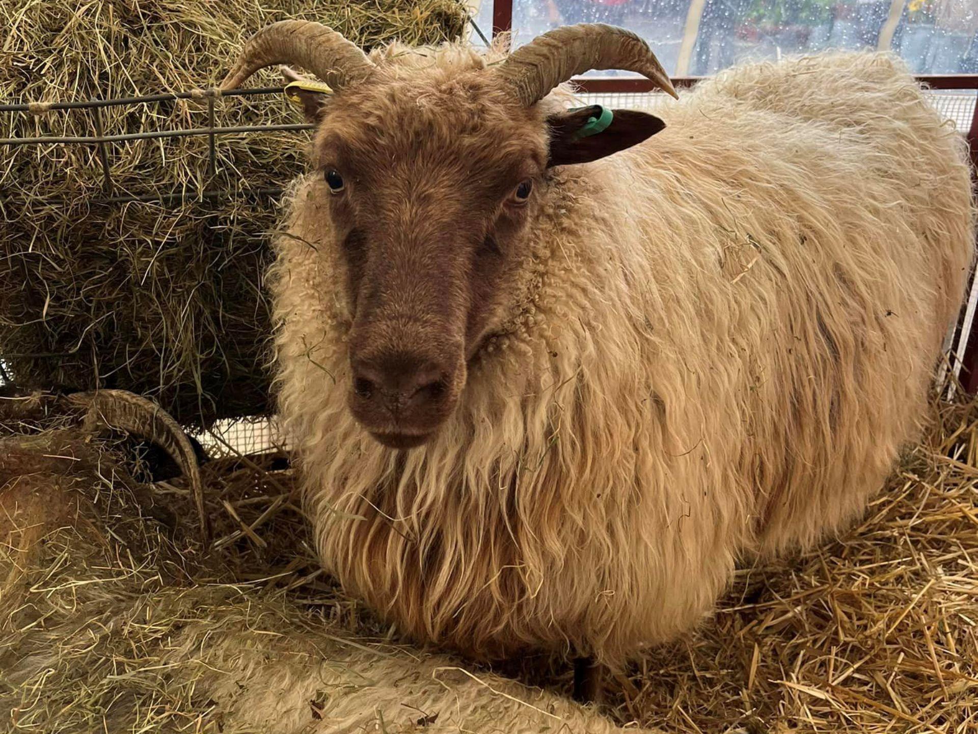 Llandovery Sheep Festival