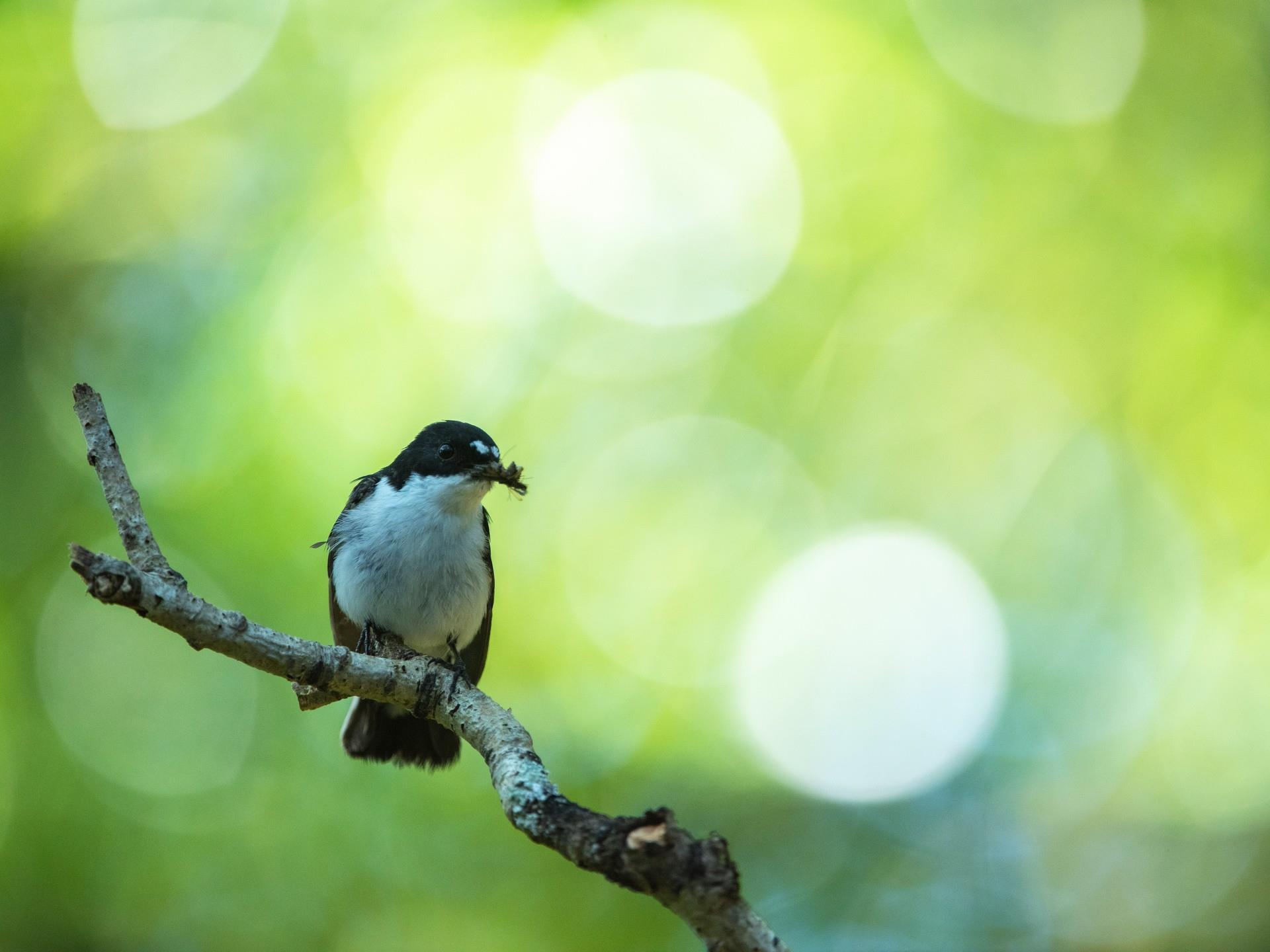 RSPB Gwenffrwd Dinas