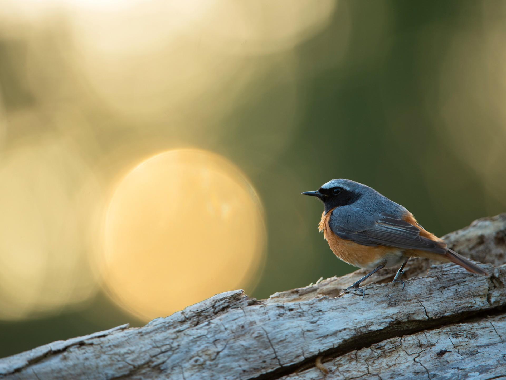 RSPB Gwenffrwd Dinas