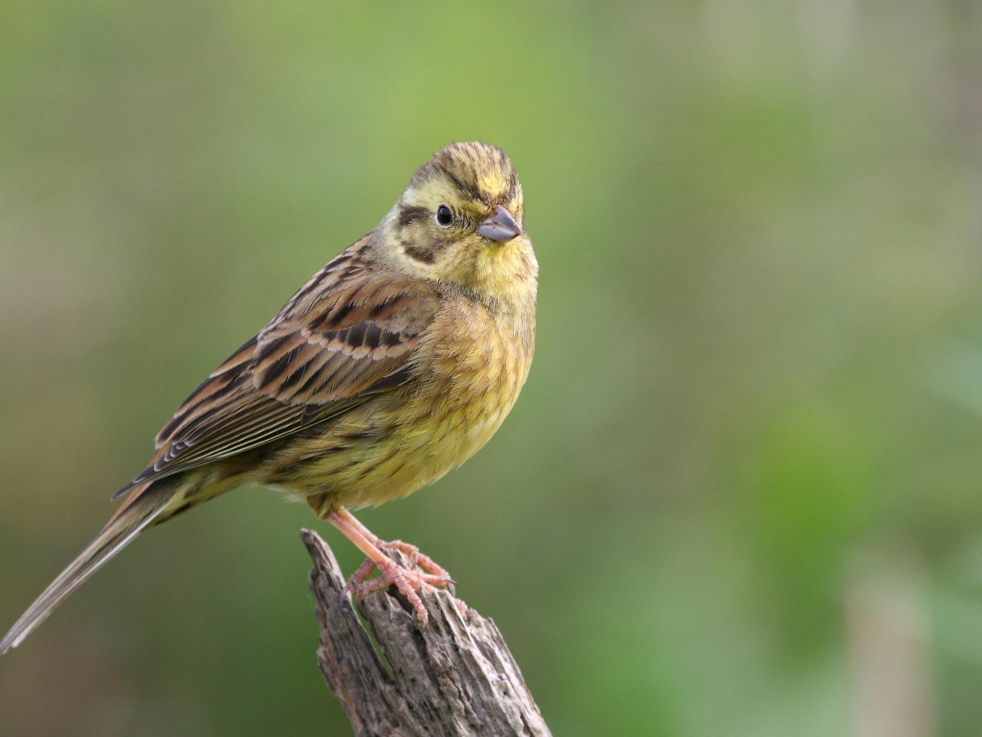 RSPB Gwenffrwd Dinas