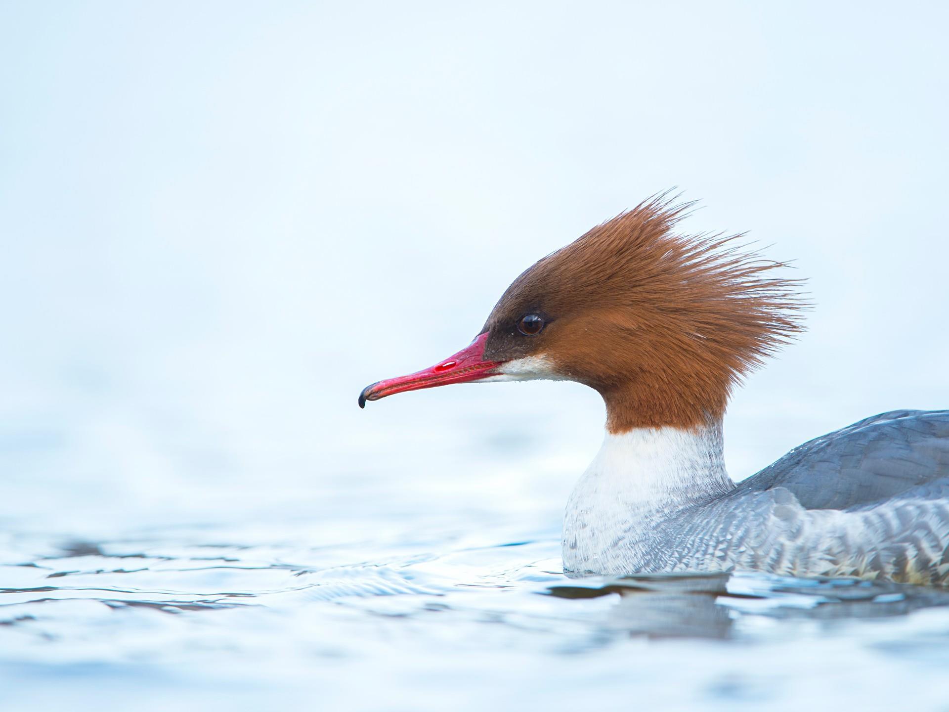 RSPB Gwenffrwd Dinas