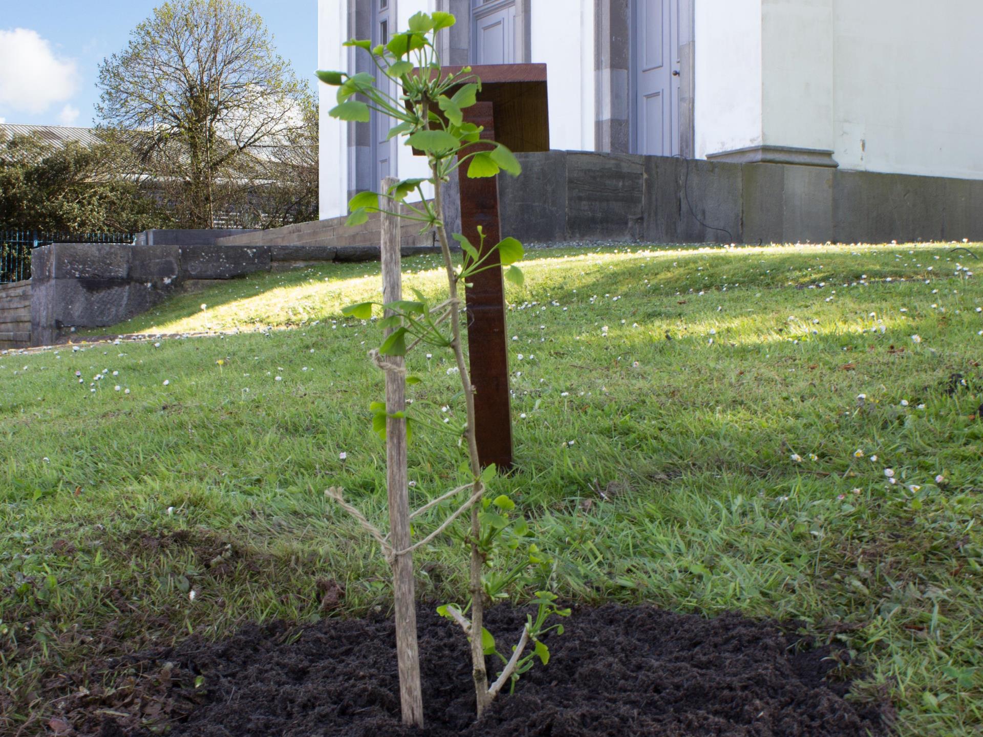 Ginkgo tree sapling planted in the grounds