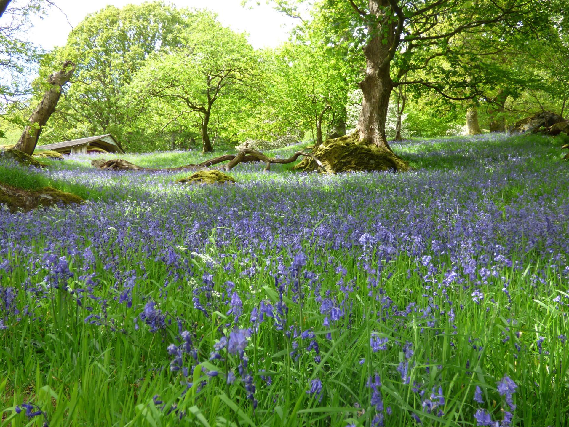 Bluebell Wood at Nannerth