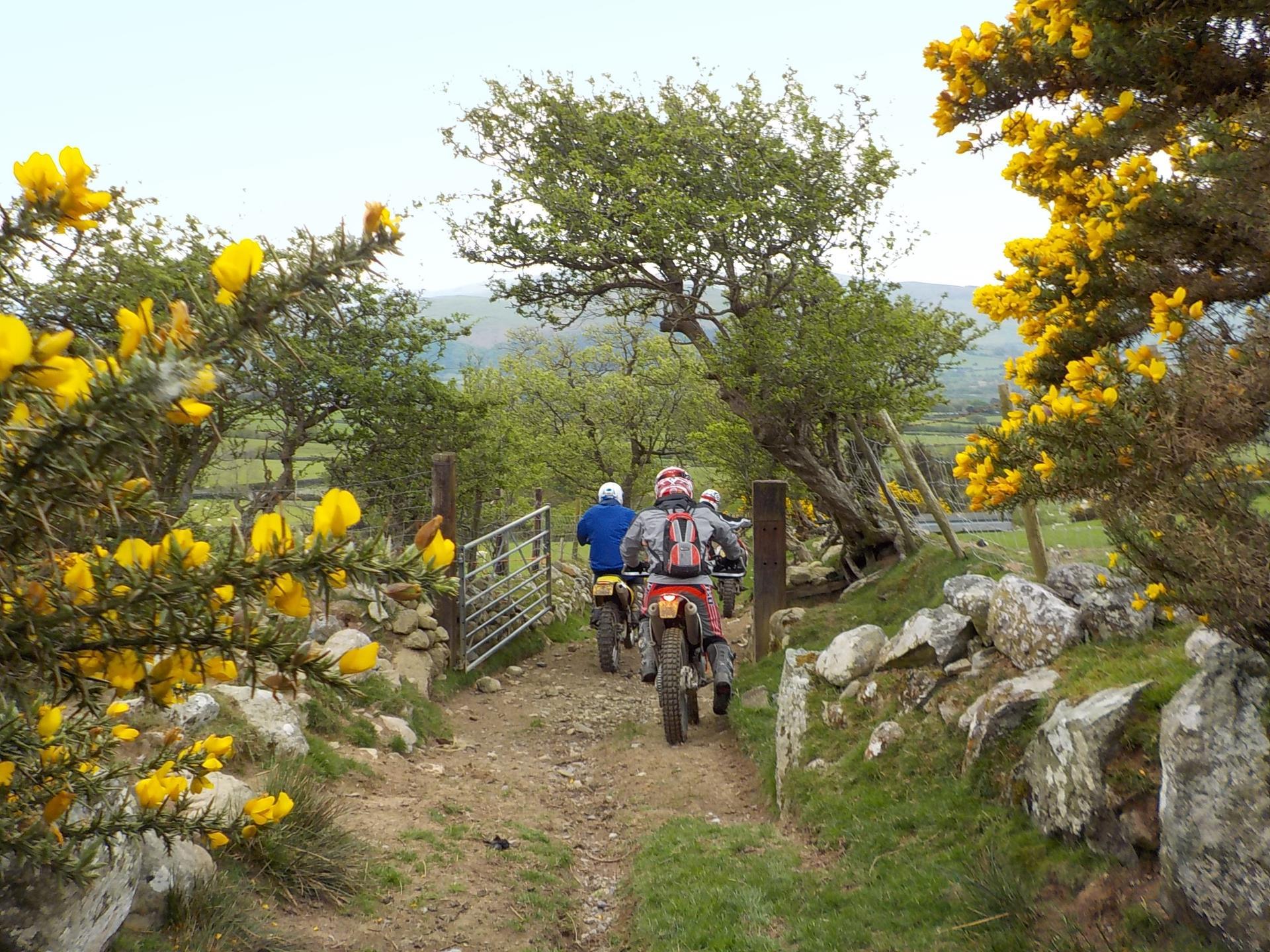 Gorse by a gate