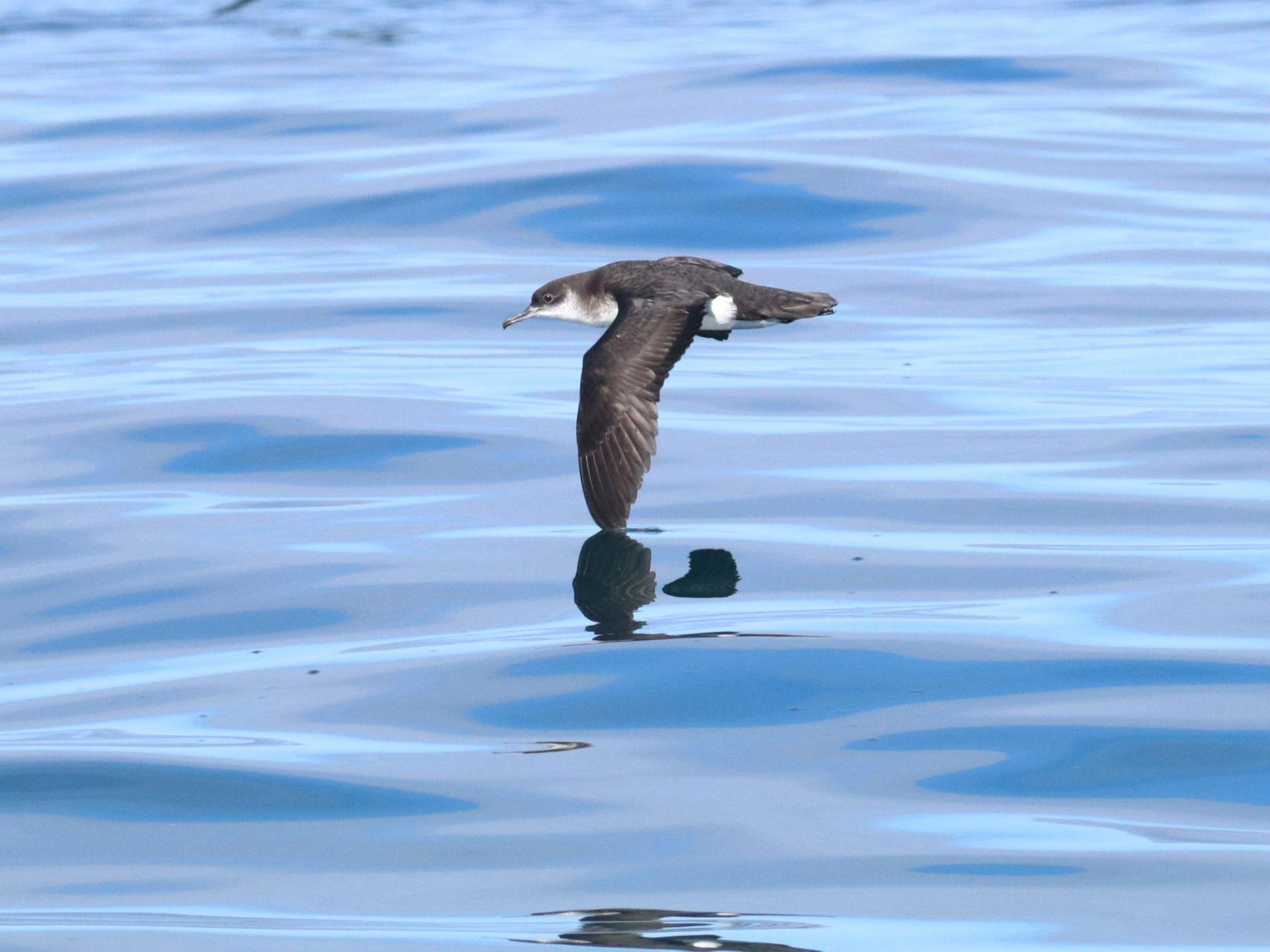 Manx Shearwater- living up to its name!