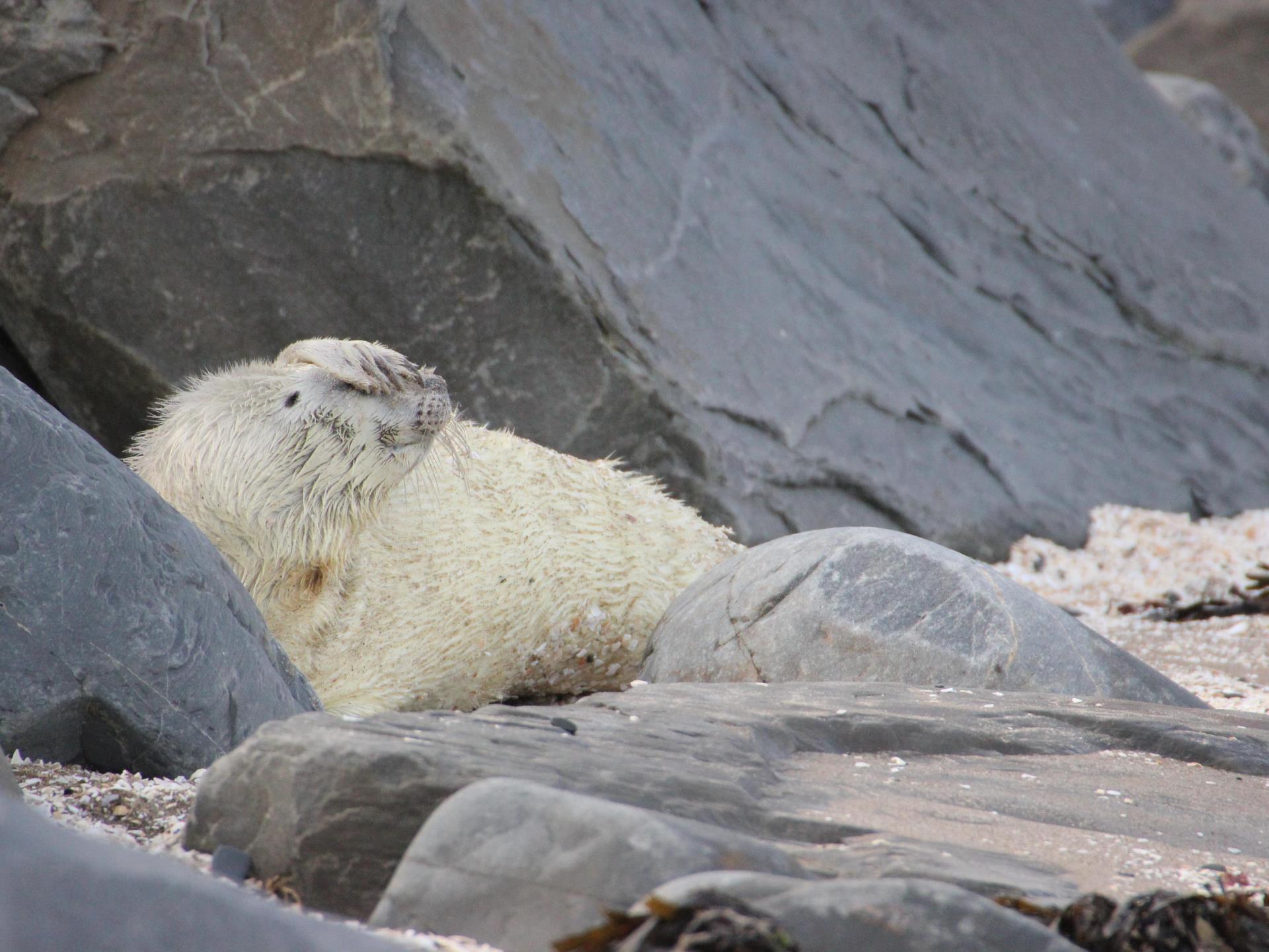 Seal on the shoreline