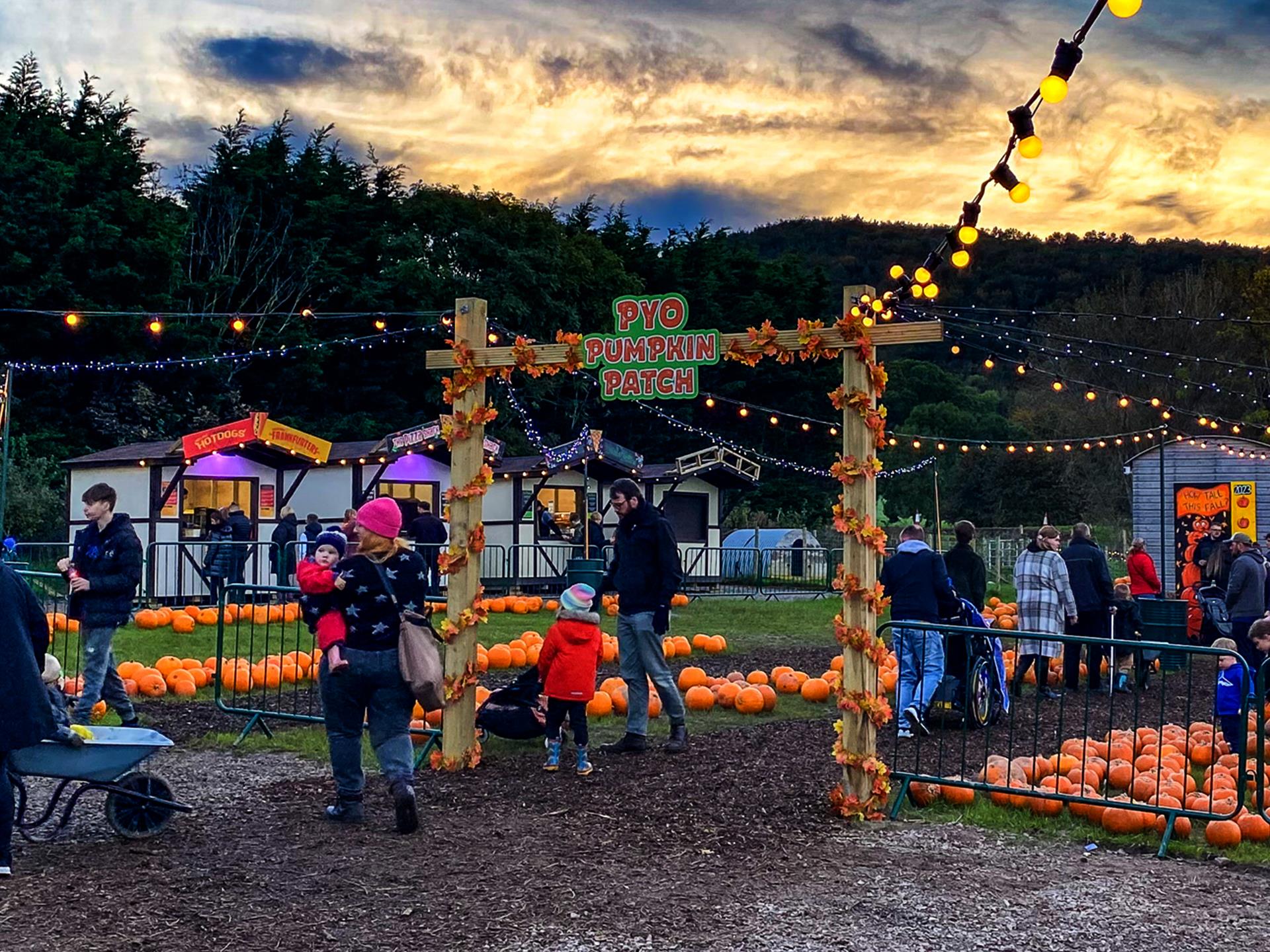 Find the perfect pumpkin at the PYO Patch