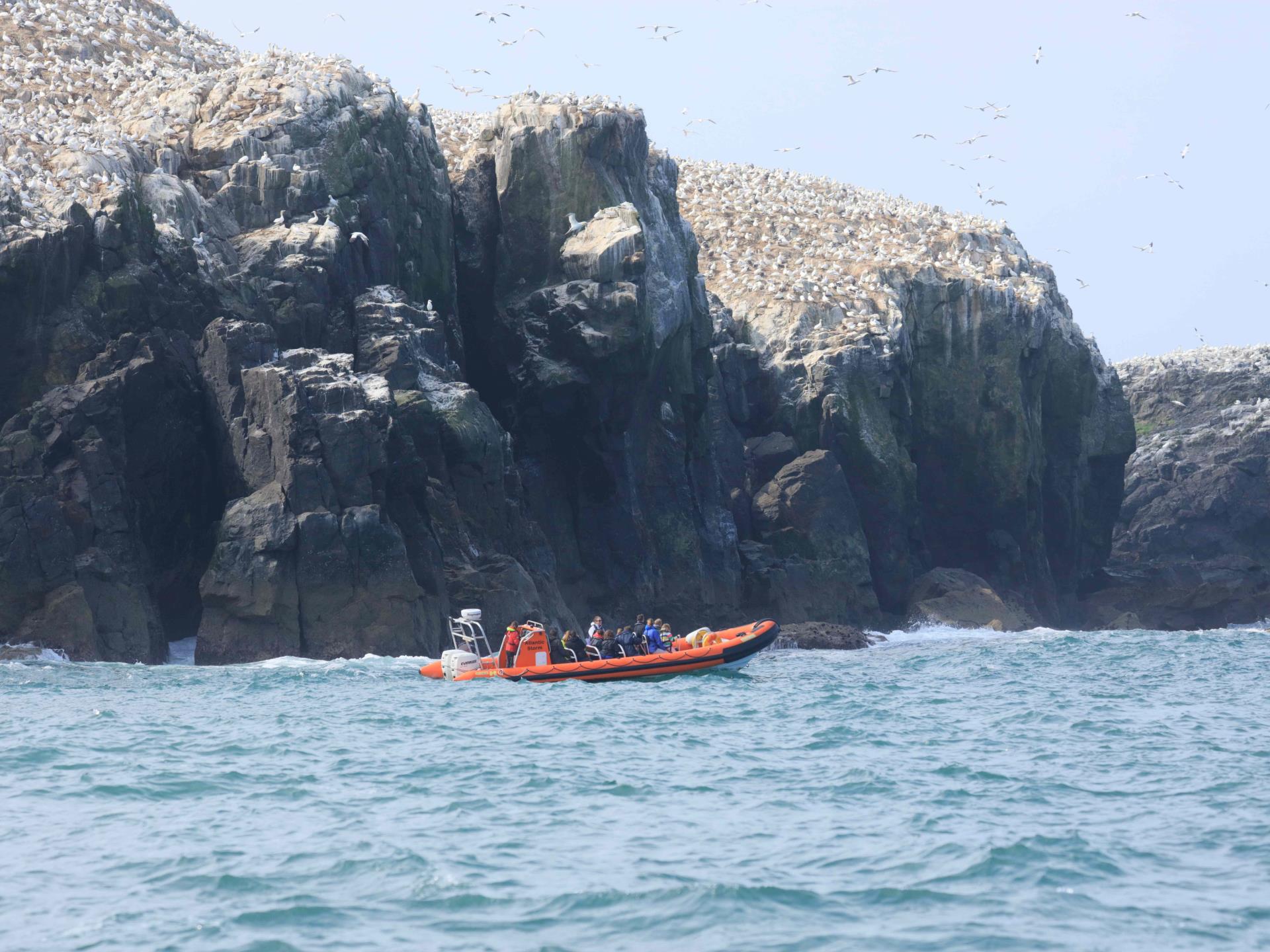 Boat Trip to  Grassholm Island