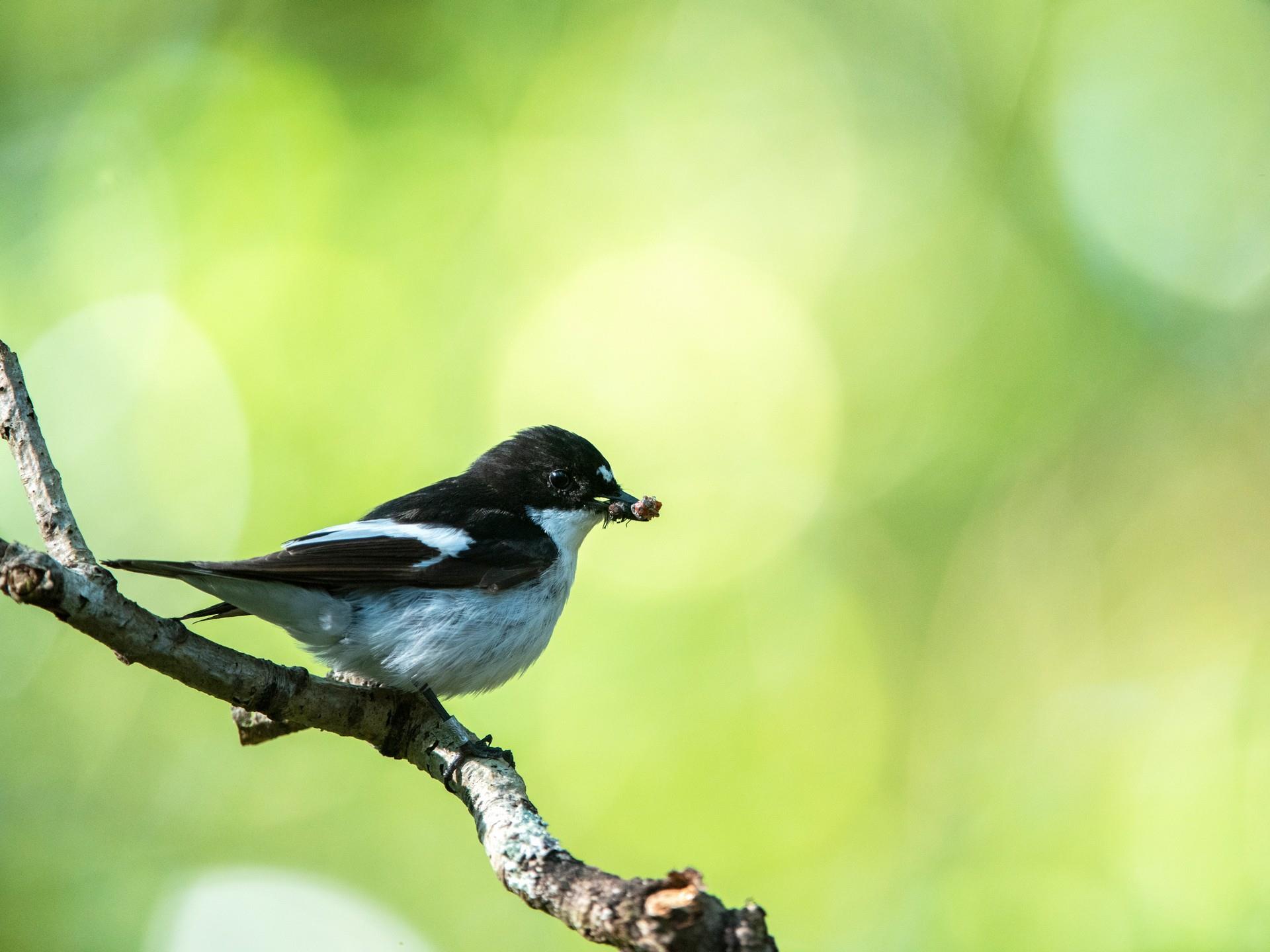 RSPB Carngafallt