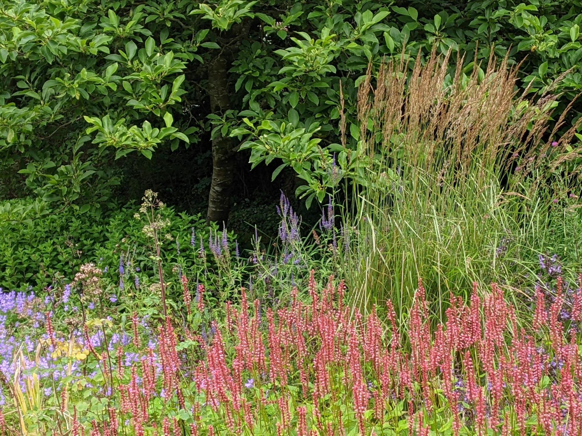 Summer perennials and grasses