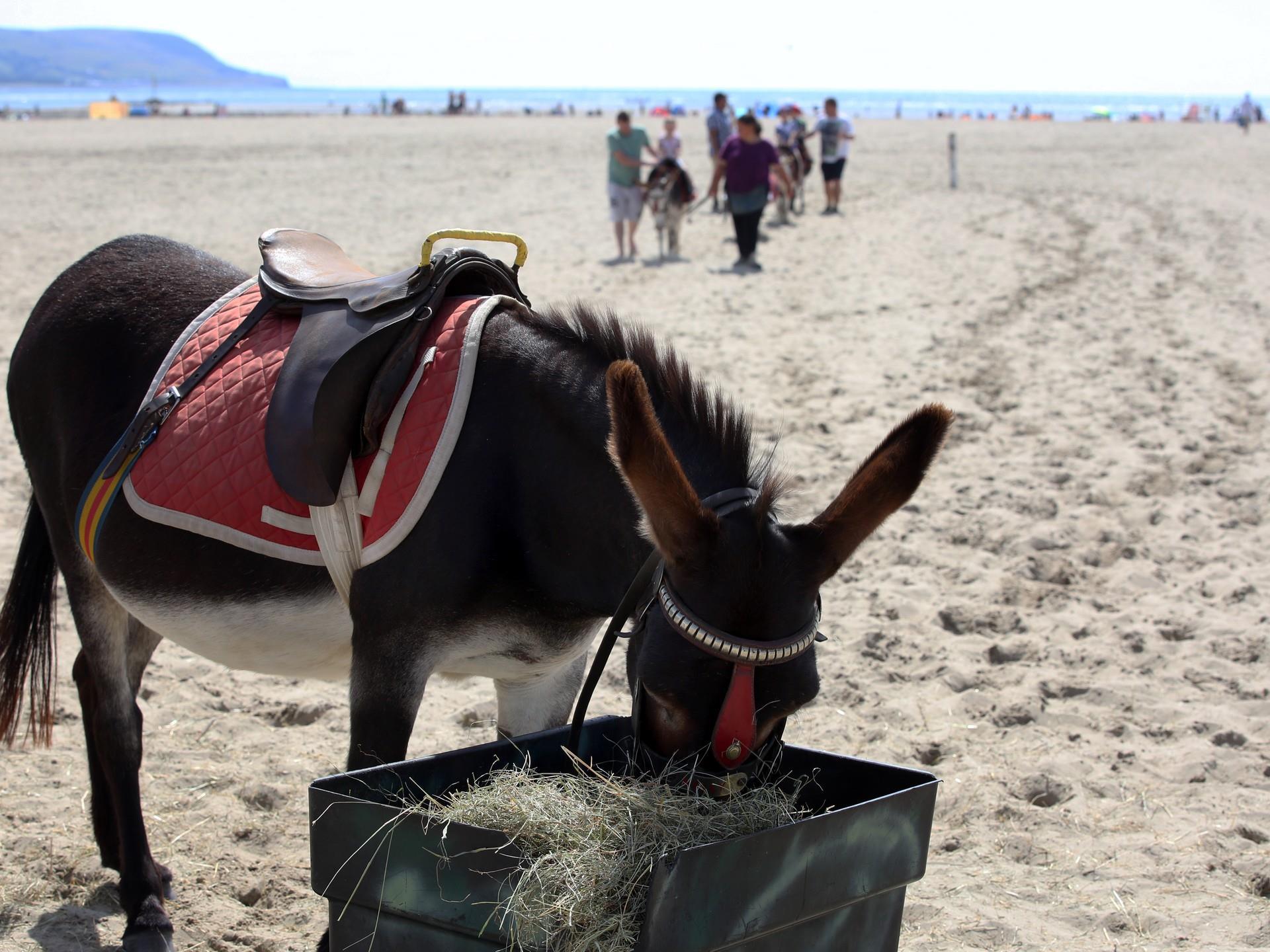 Donkeys on the Barmouth Beach