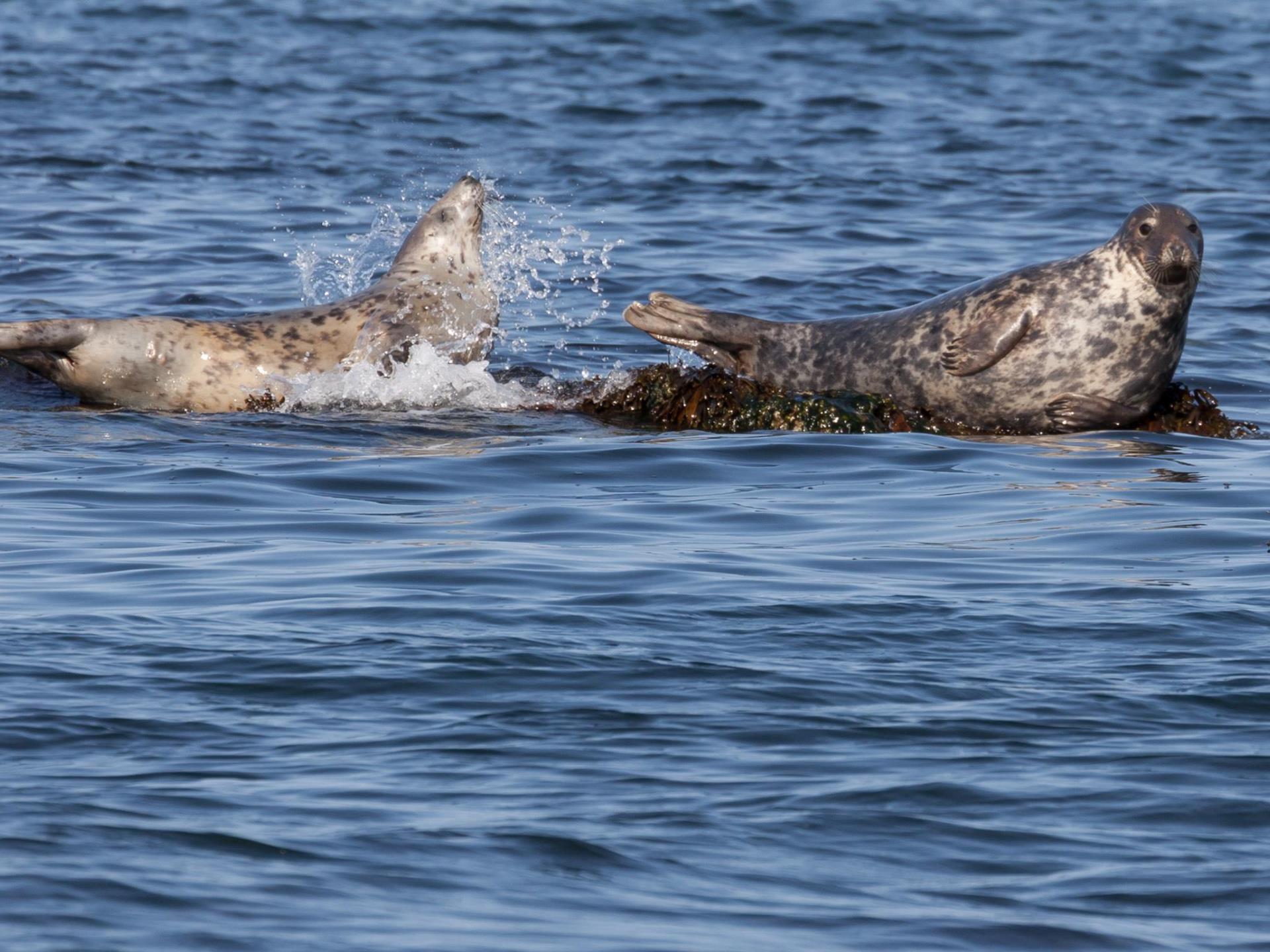 Seals Seacoast Safaris