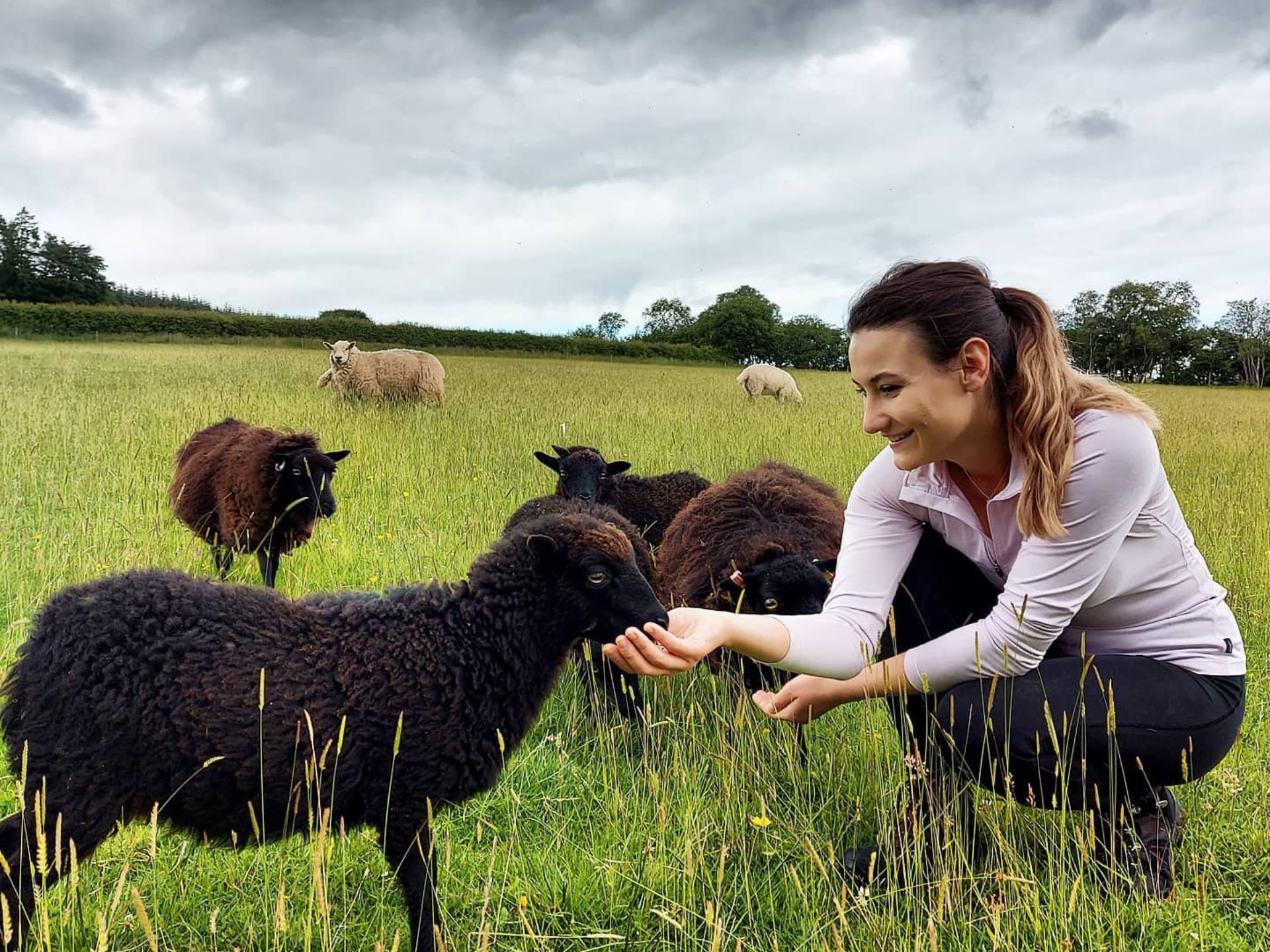 Meeting the Minis - Ouessant Sheep