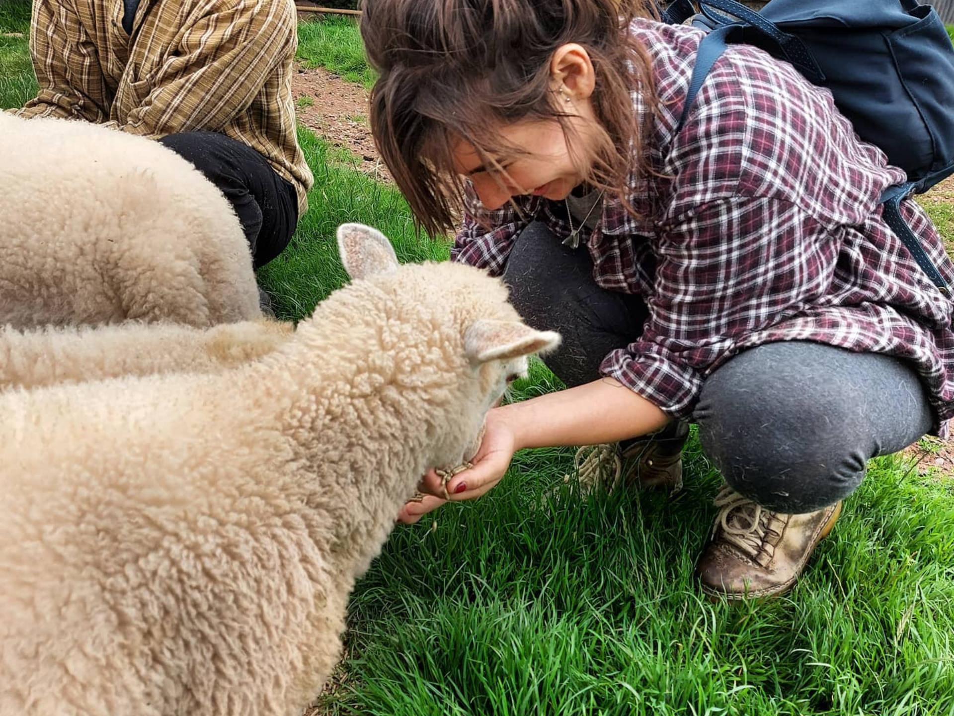 Feeding Lambs