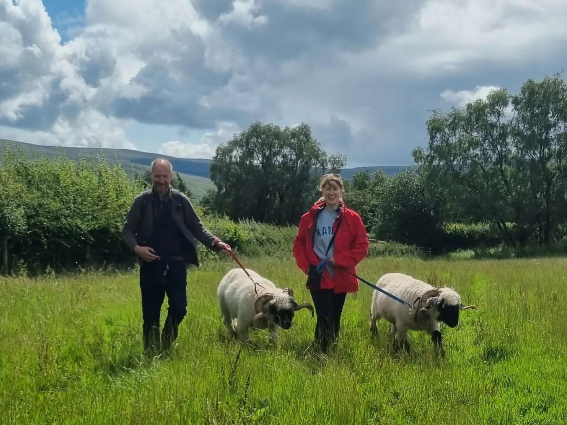 Walking with the Valais Blacknose Sheep