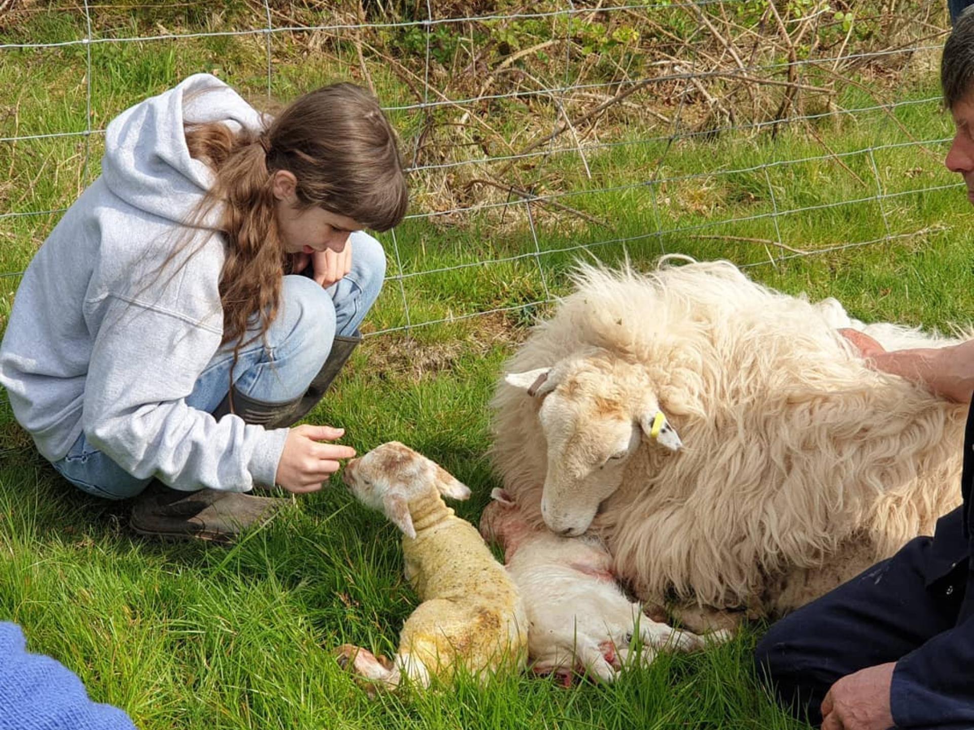 Lambing Experience Day