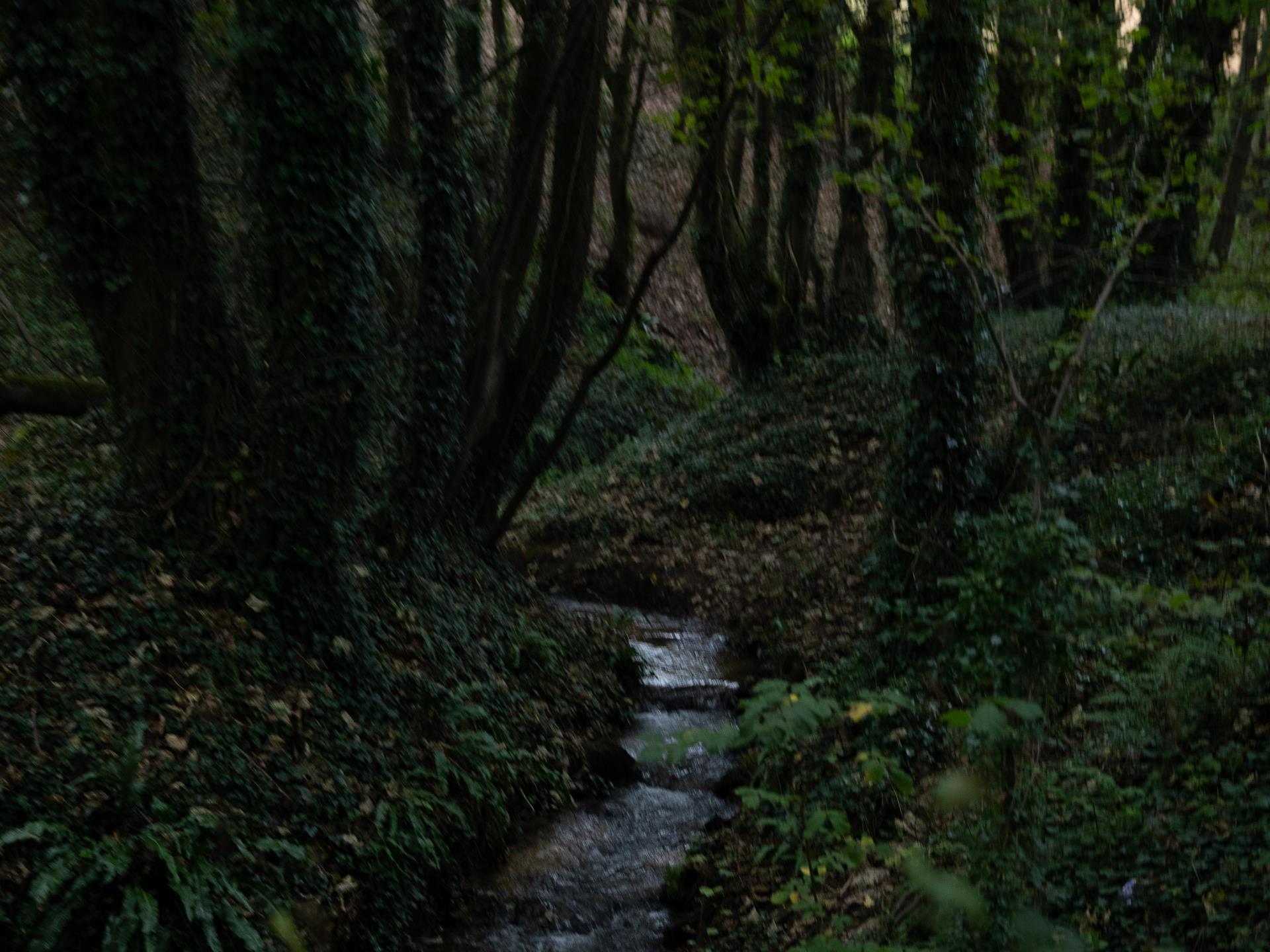 Woodland at Merthyr Mawr