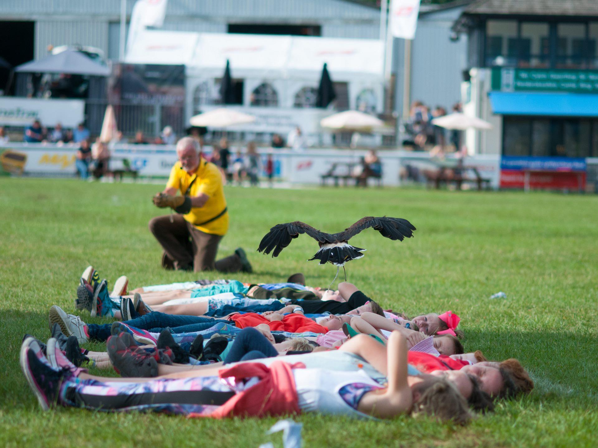 Royal Welsh Show