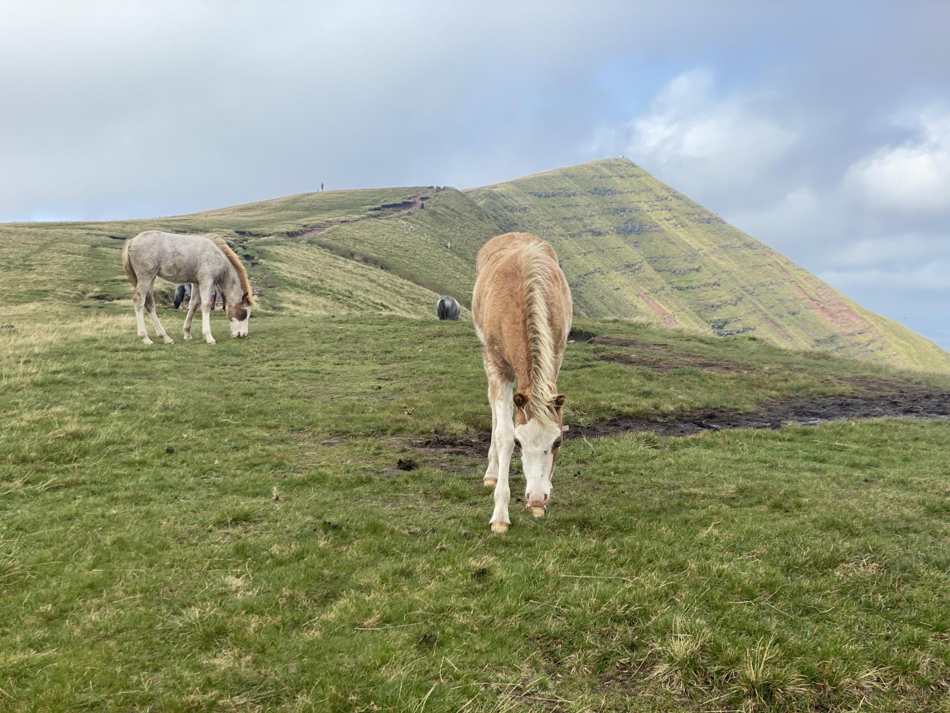 Wild Ponies on Cribyn 
