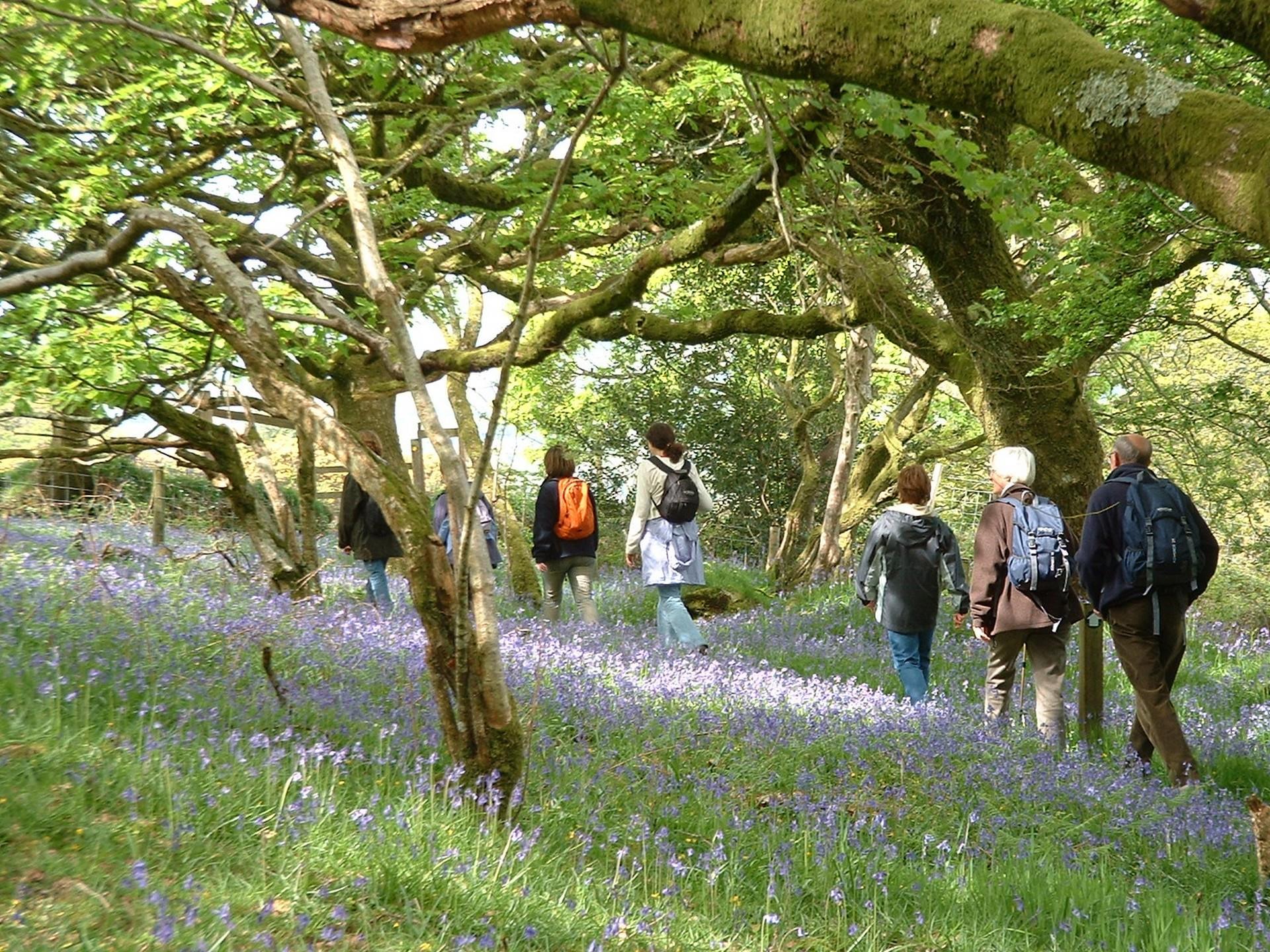 Ty Canol Wood, Nr Newport, Pembs