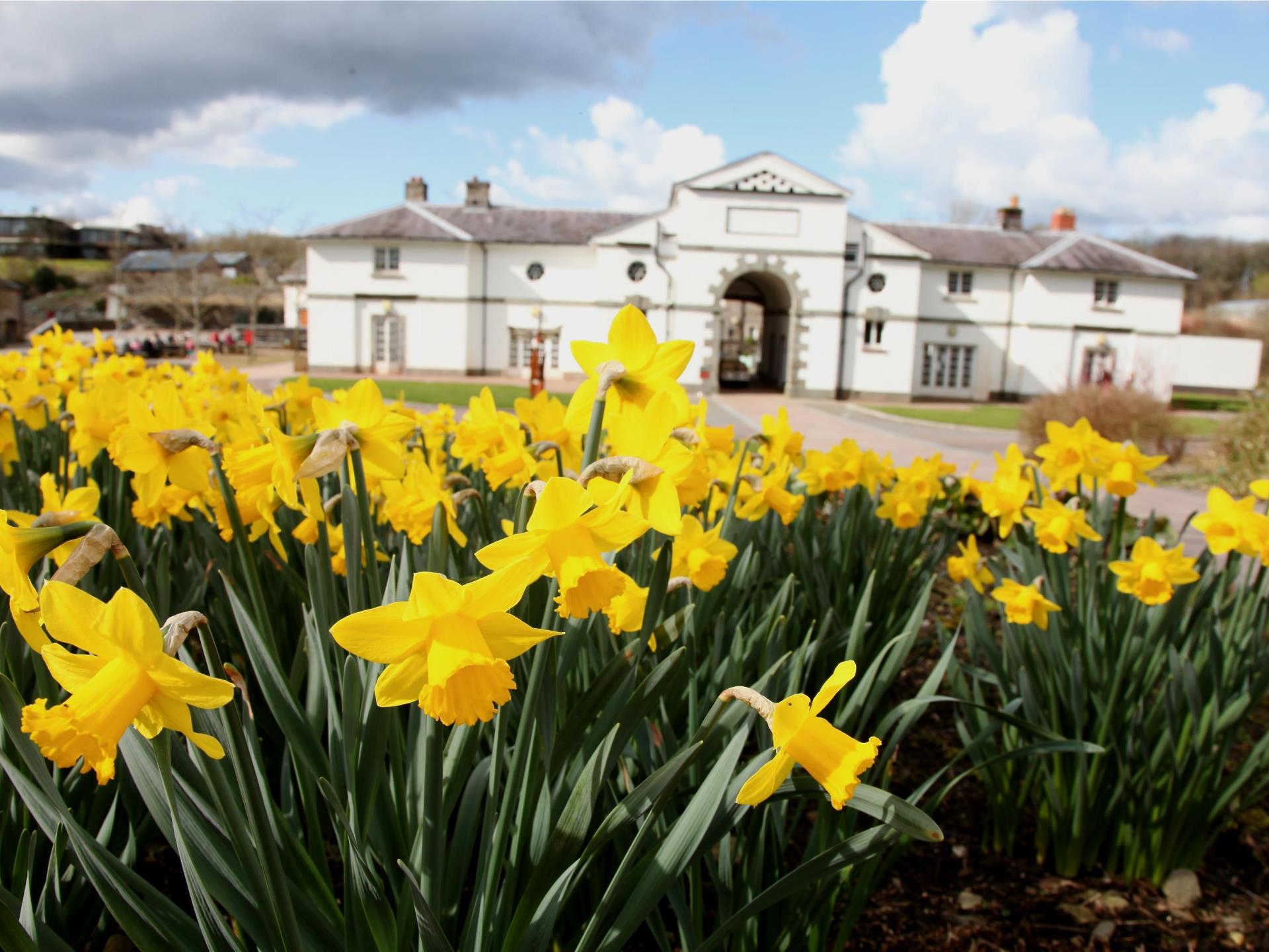 In the land of the daff
