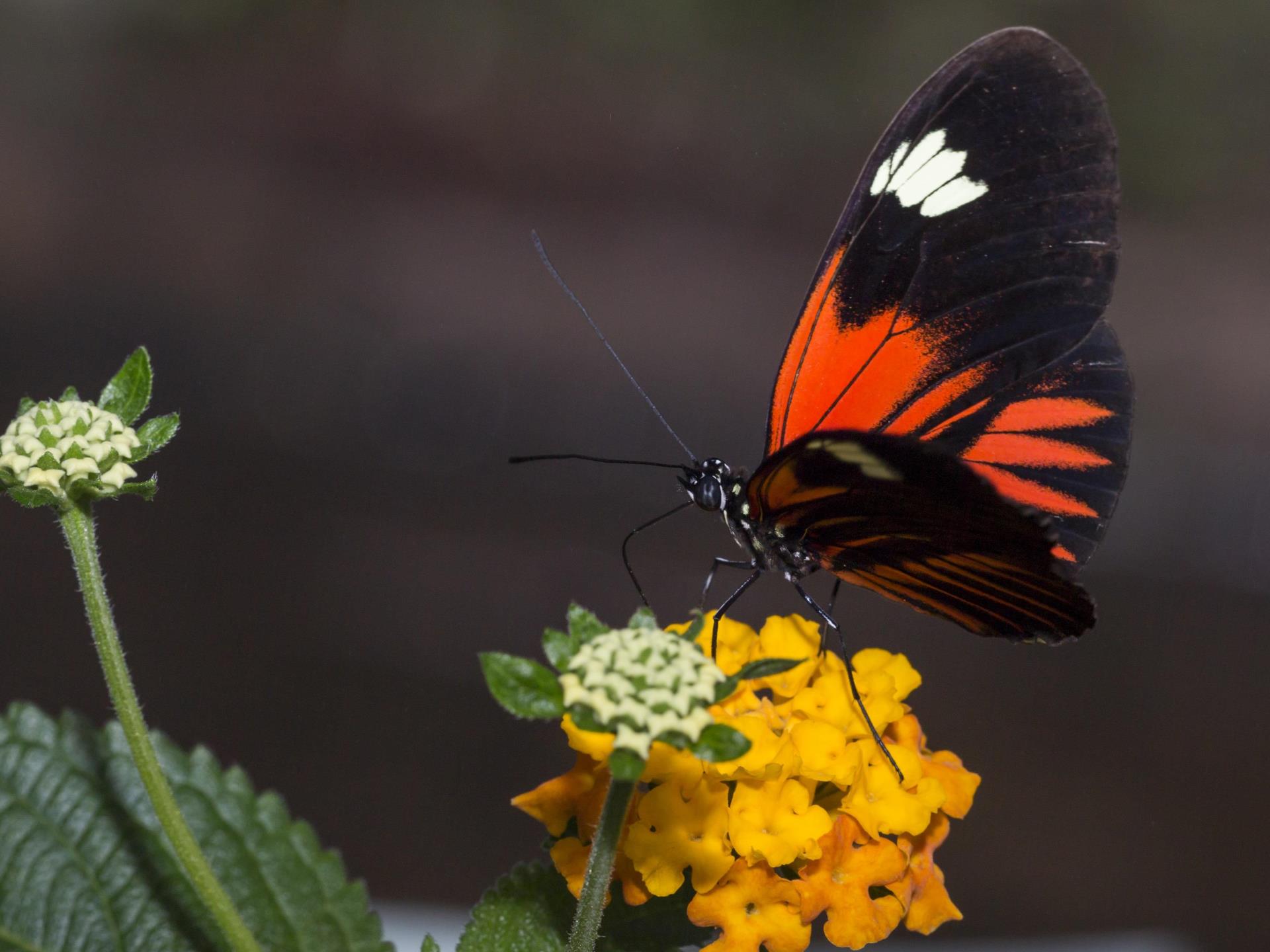 Exotic butterfly in Plas Pilipala