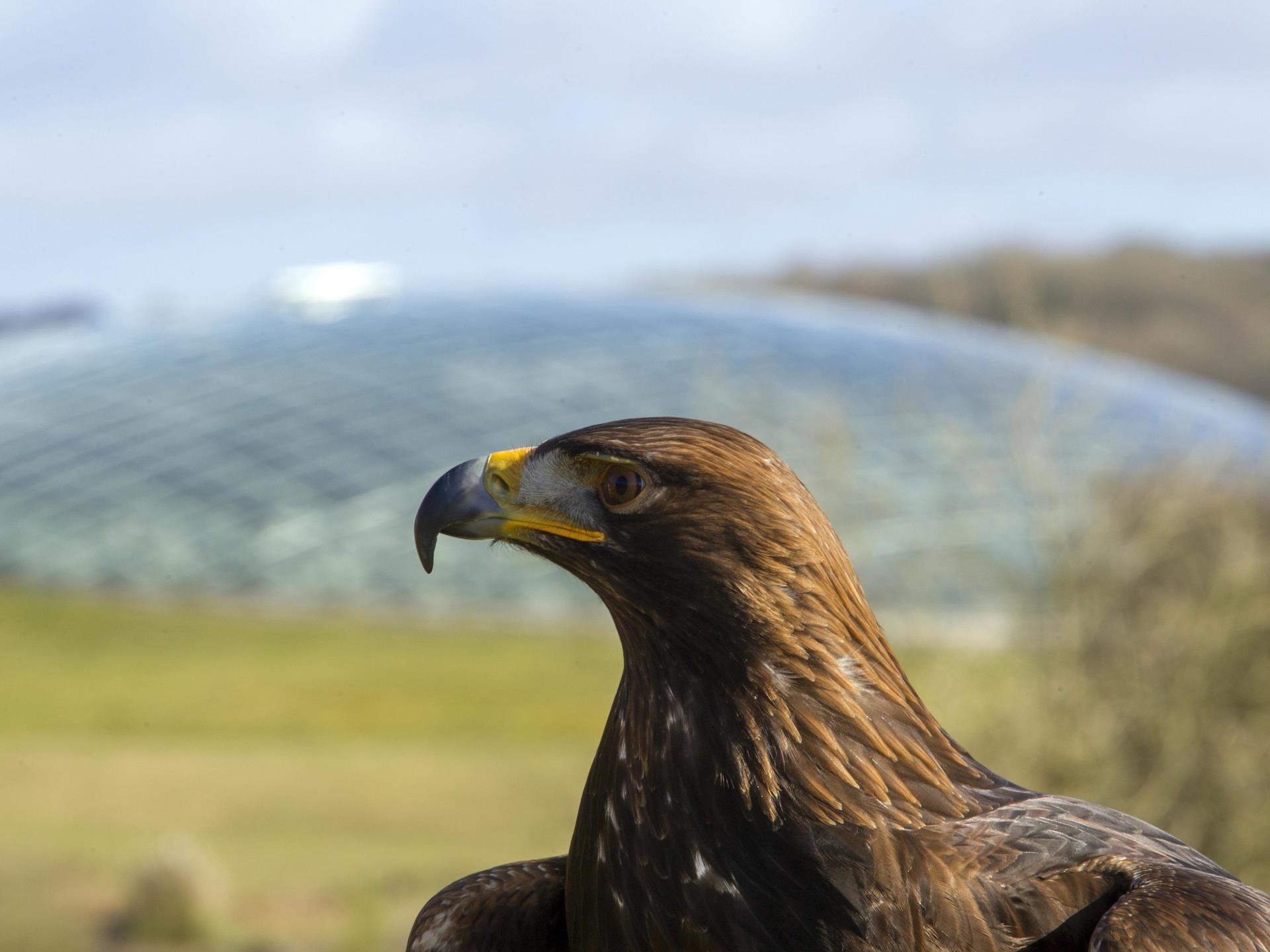 See a golden eagle fly at the Botanic Garden