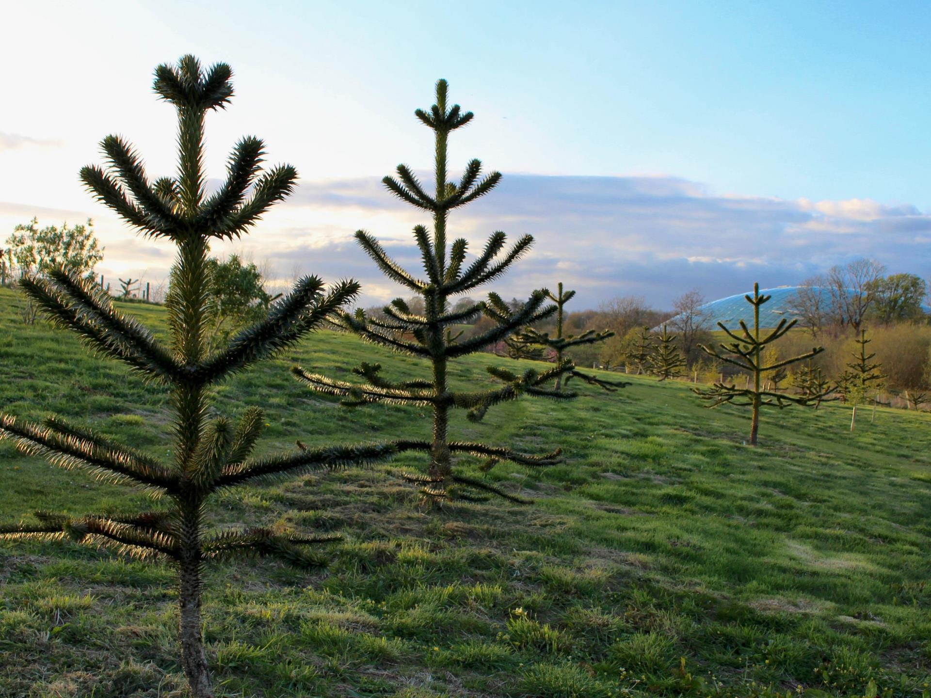 Terrific trees in The Arboretum