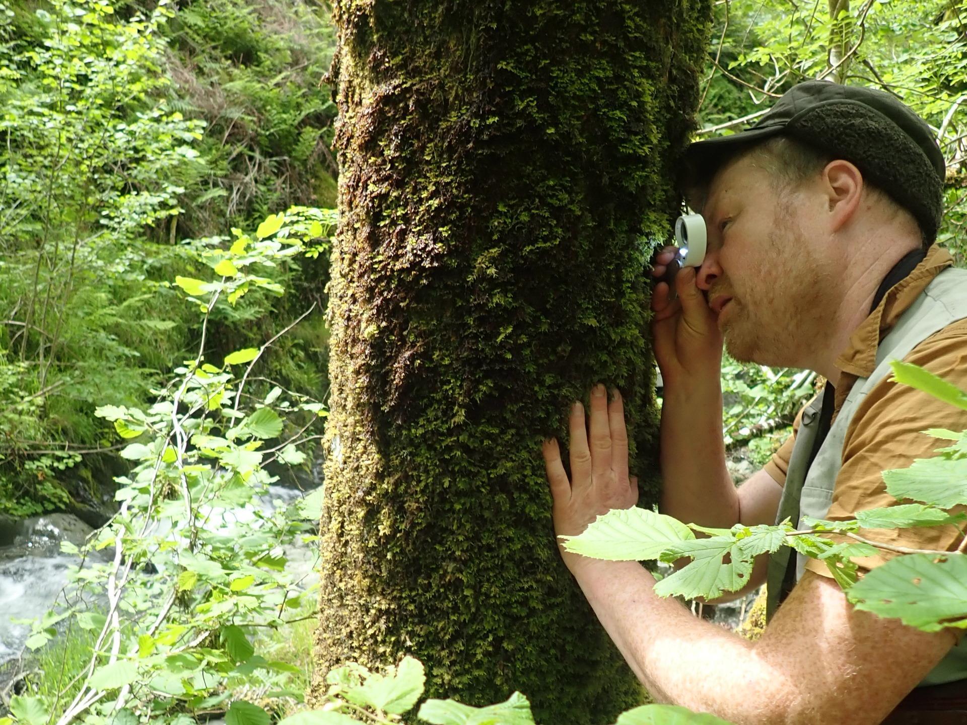 Celtic Rainforest Experience