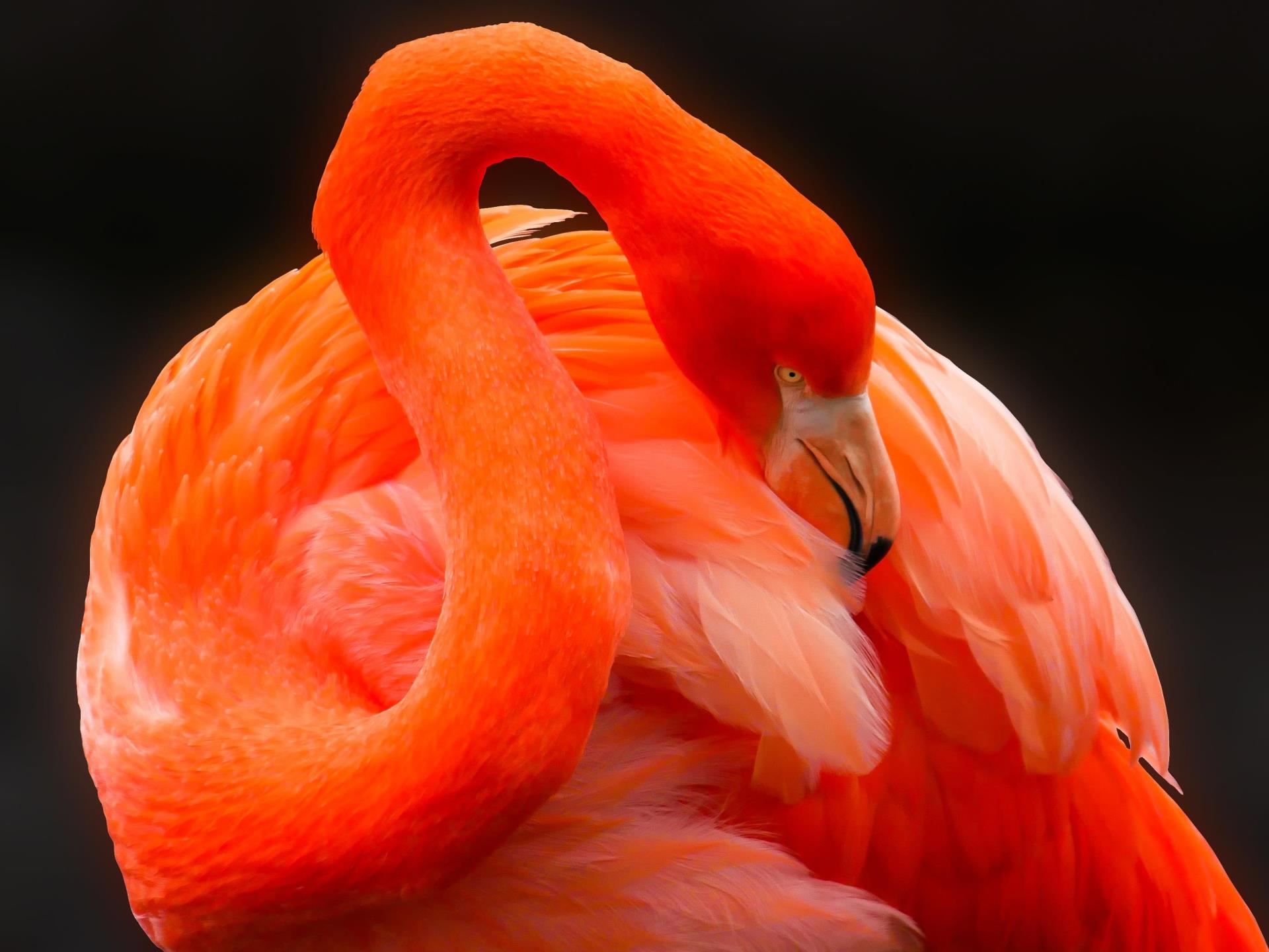 Visit our Caribbean flamingos