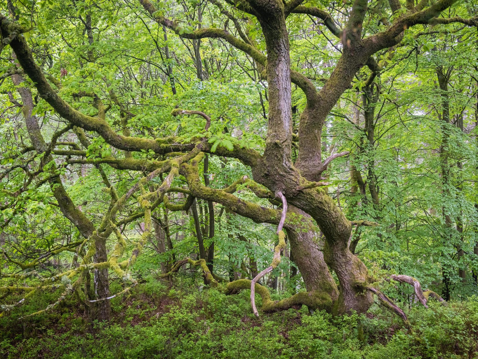 Nash Wood | VisitWales