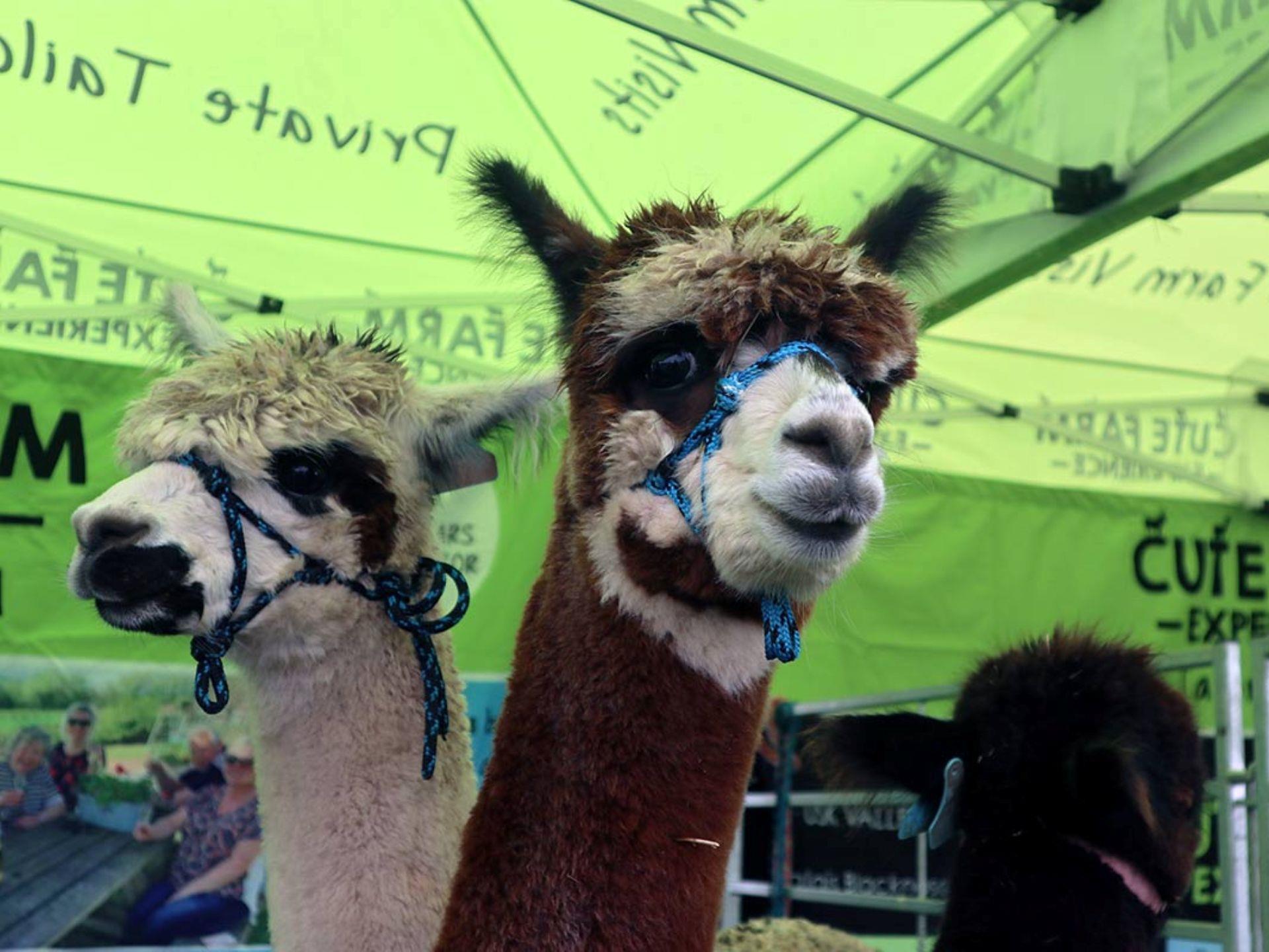Usk Show Friendly Alpacas