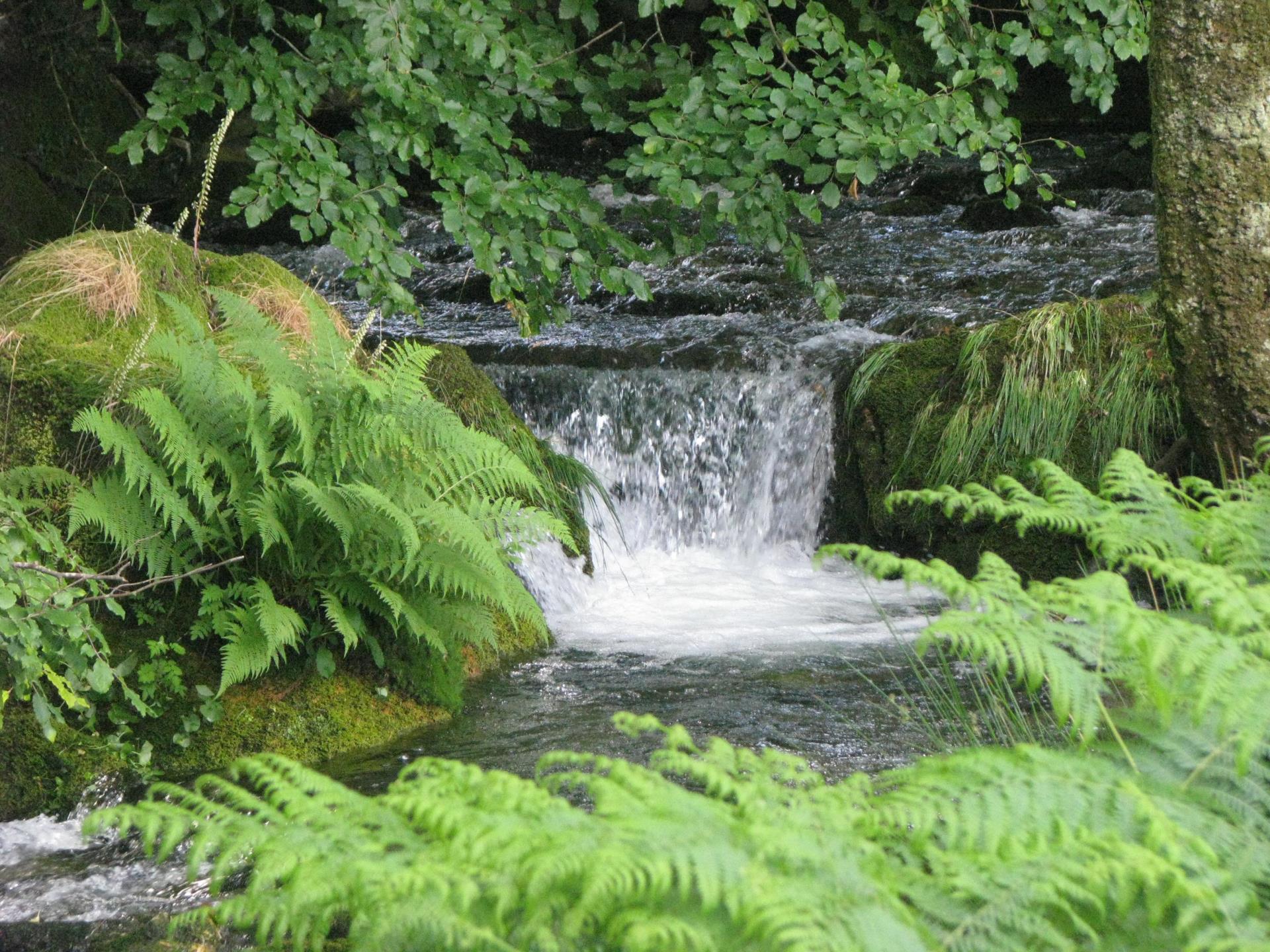 Snowdonia Stream