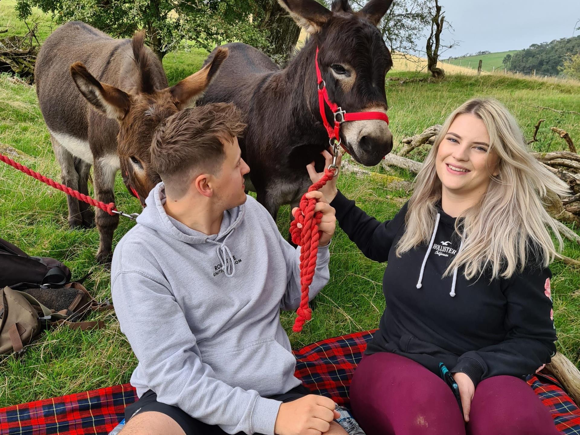 Picnic with beautiful mini donkeys in Wales